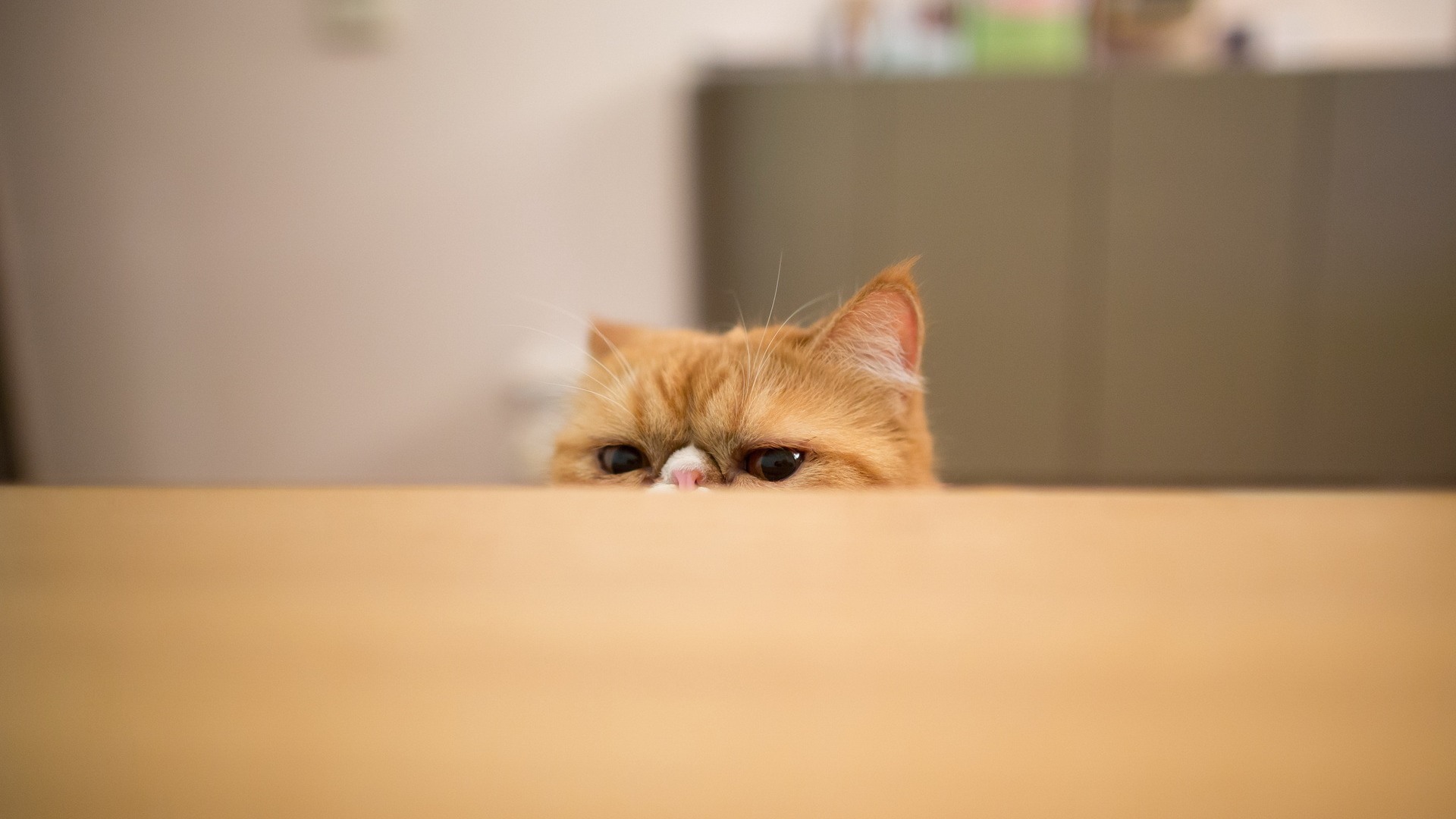 萌宠 动物 喵星人 古灵精怪 猫