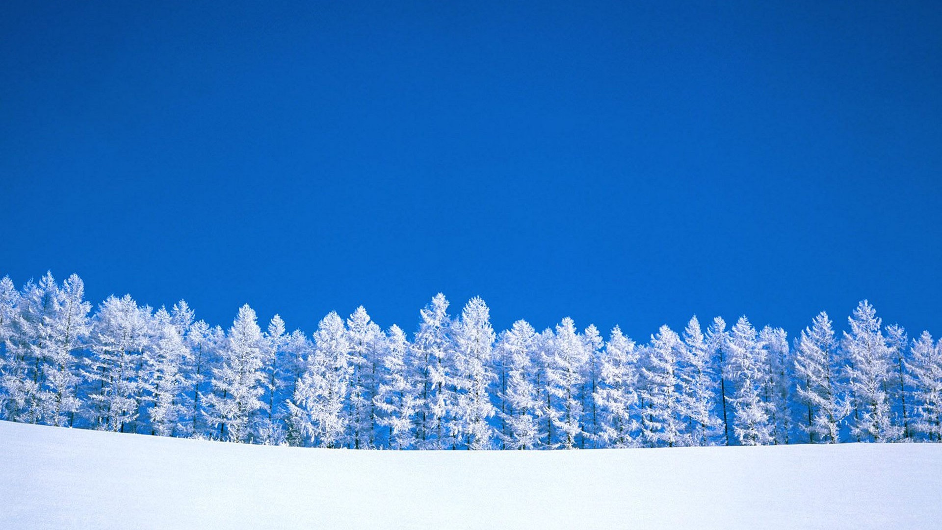 冰天雪地 树林