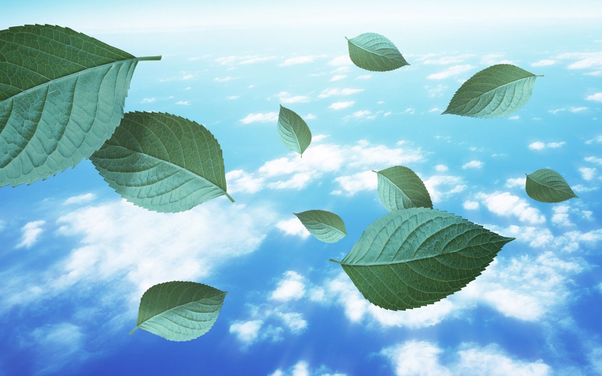 小清新 舒缓压力 树叶