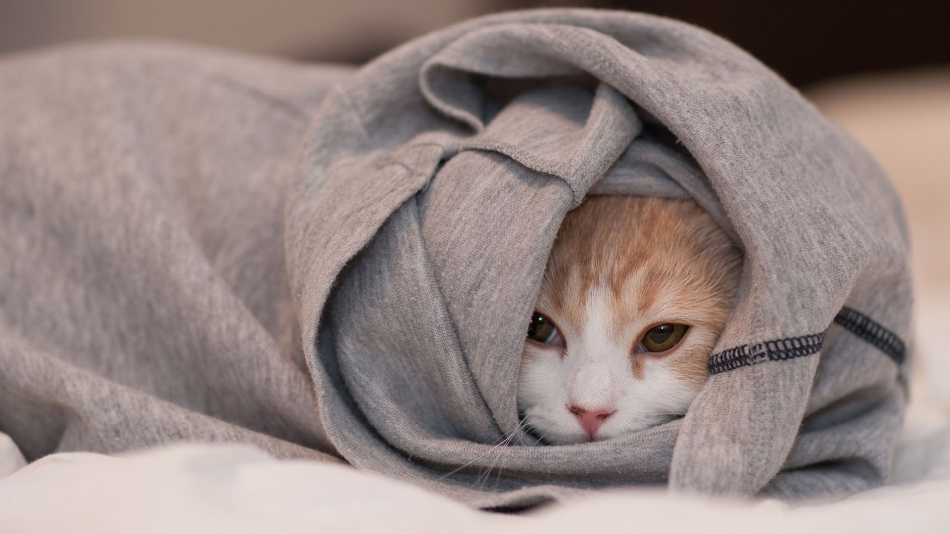 萌宠 动物 猫 喵星人