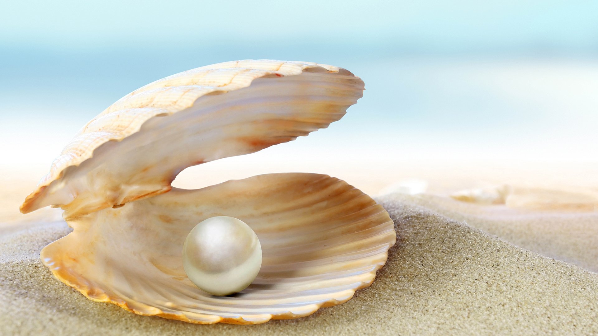 小清新 贝壳 珍珠 沙滩