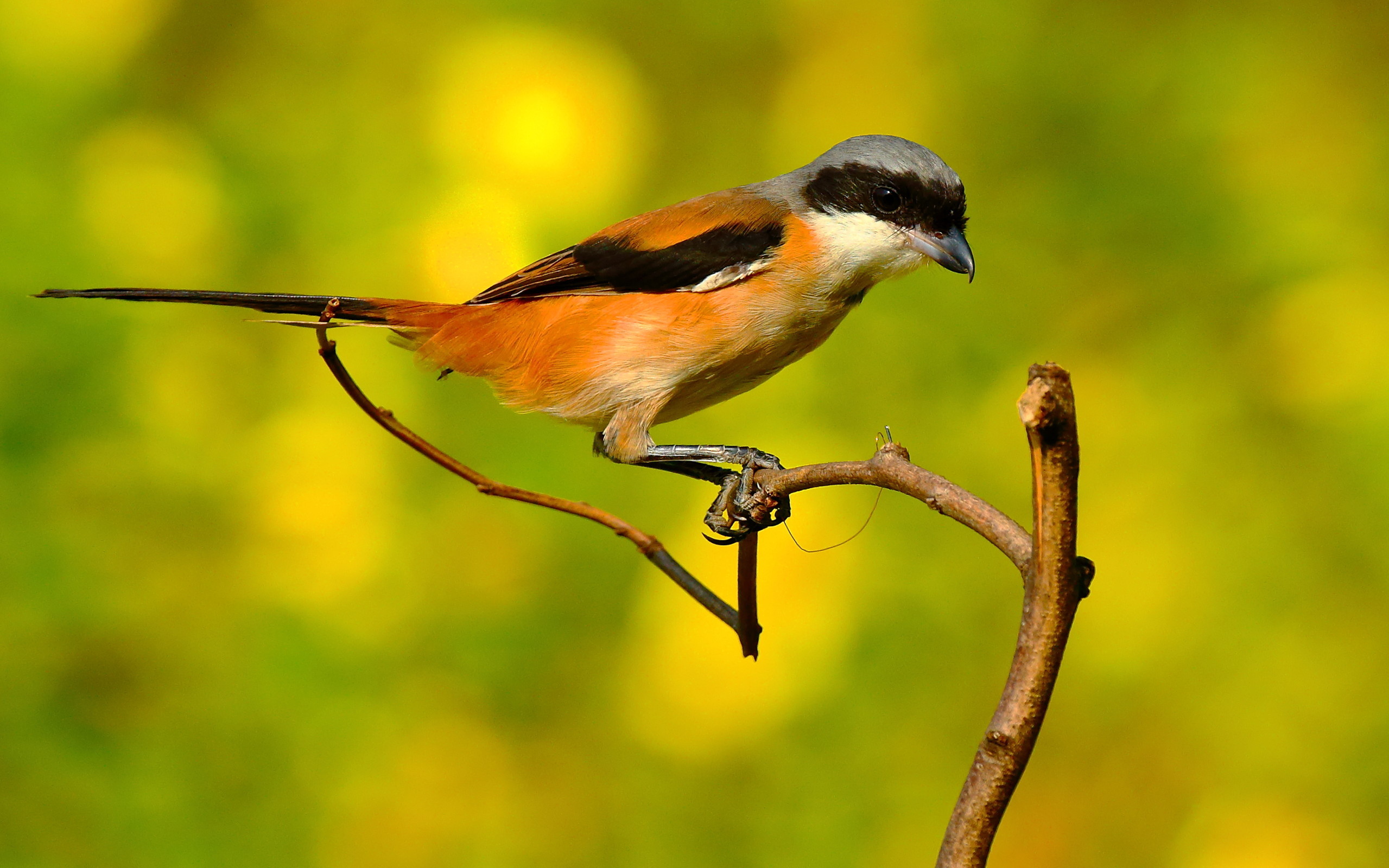 小鸟天地 伯劳鸟