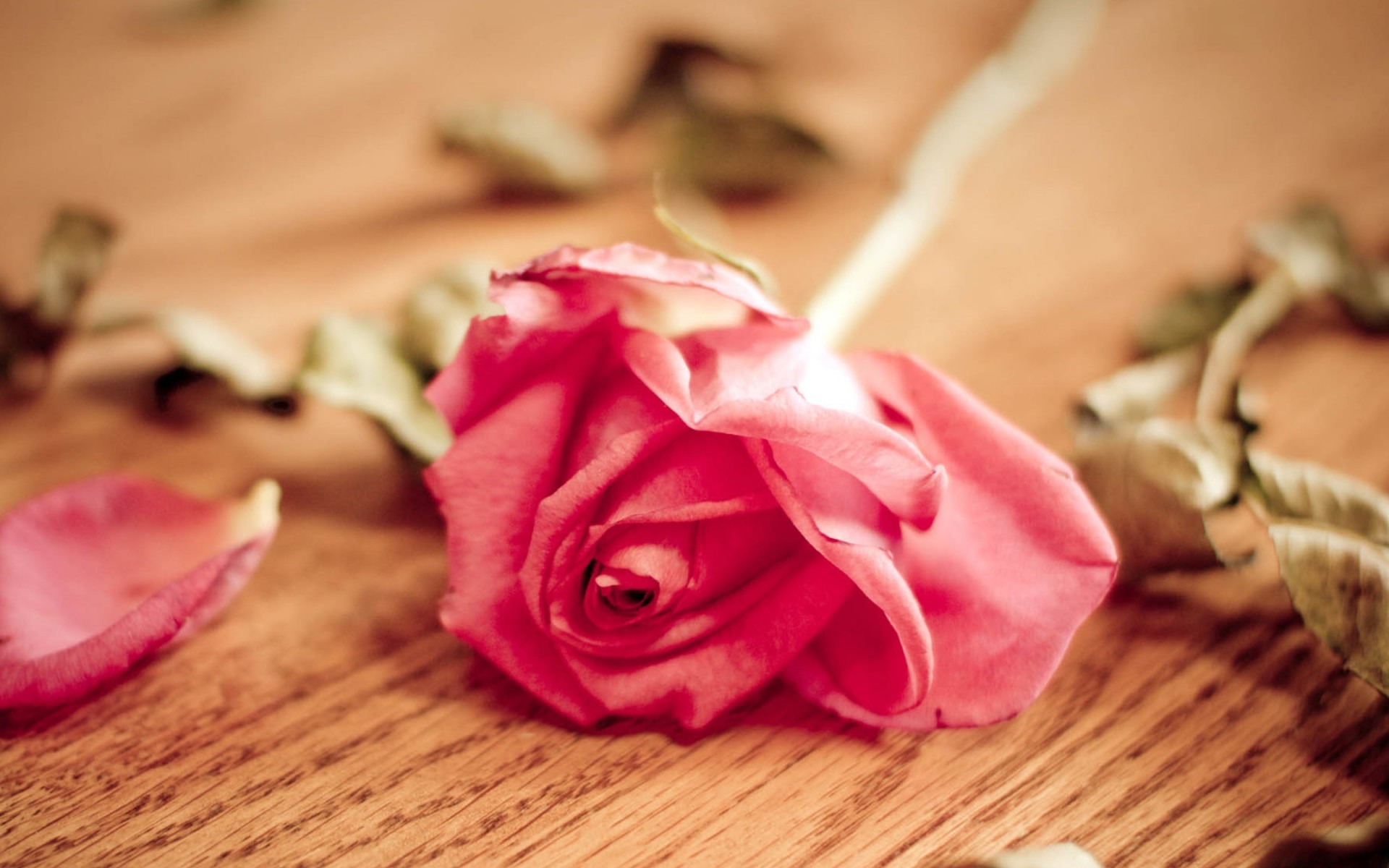 唯美温馨 玫瑰花