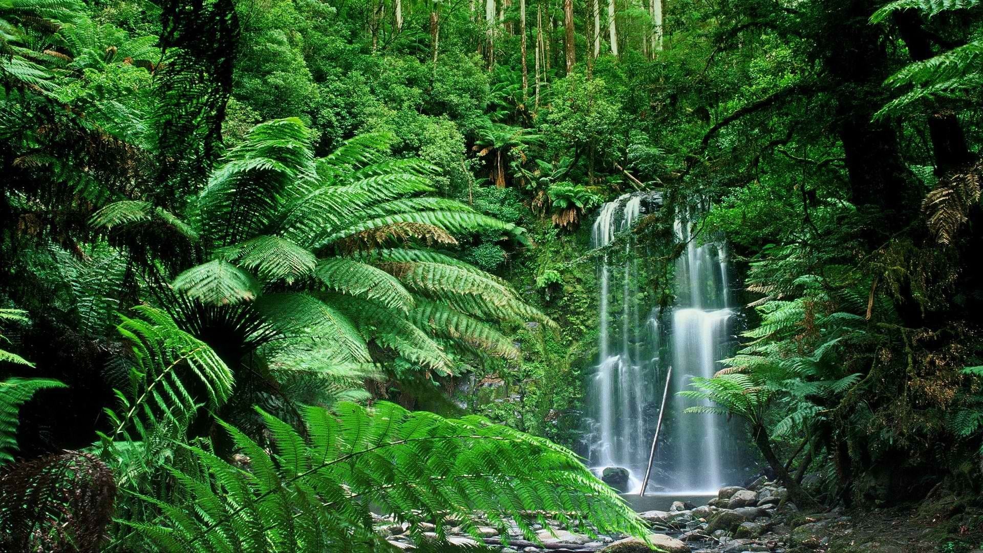 风景 自然风光 瀑布 森林