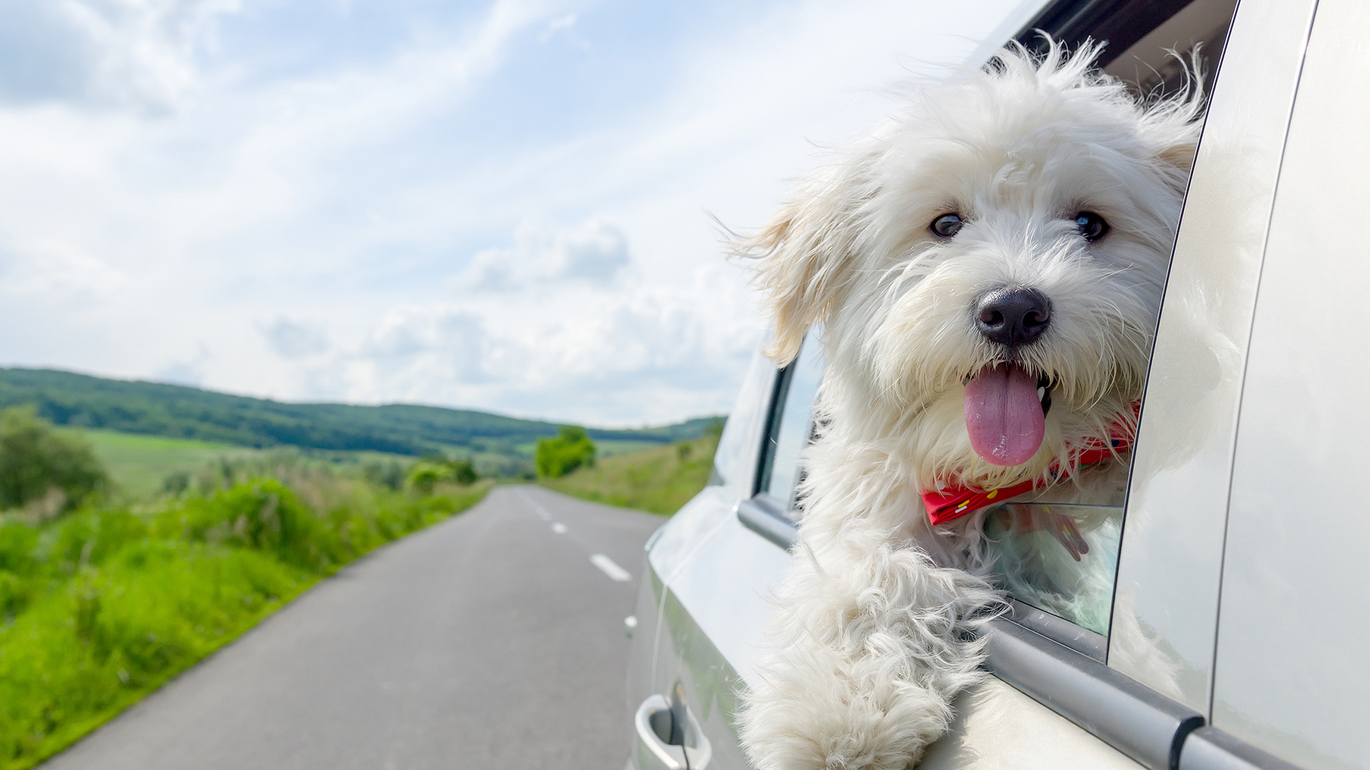萌宠动物 汪星人