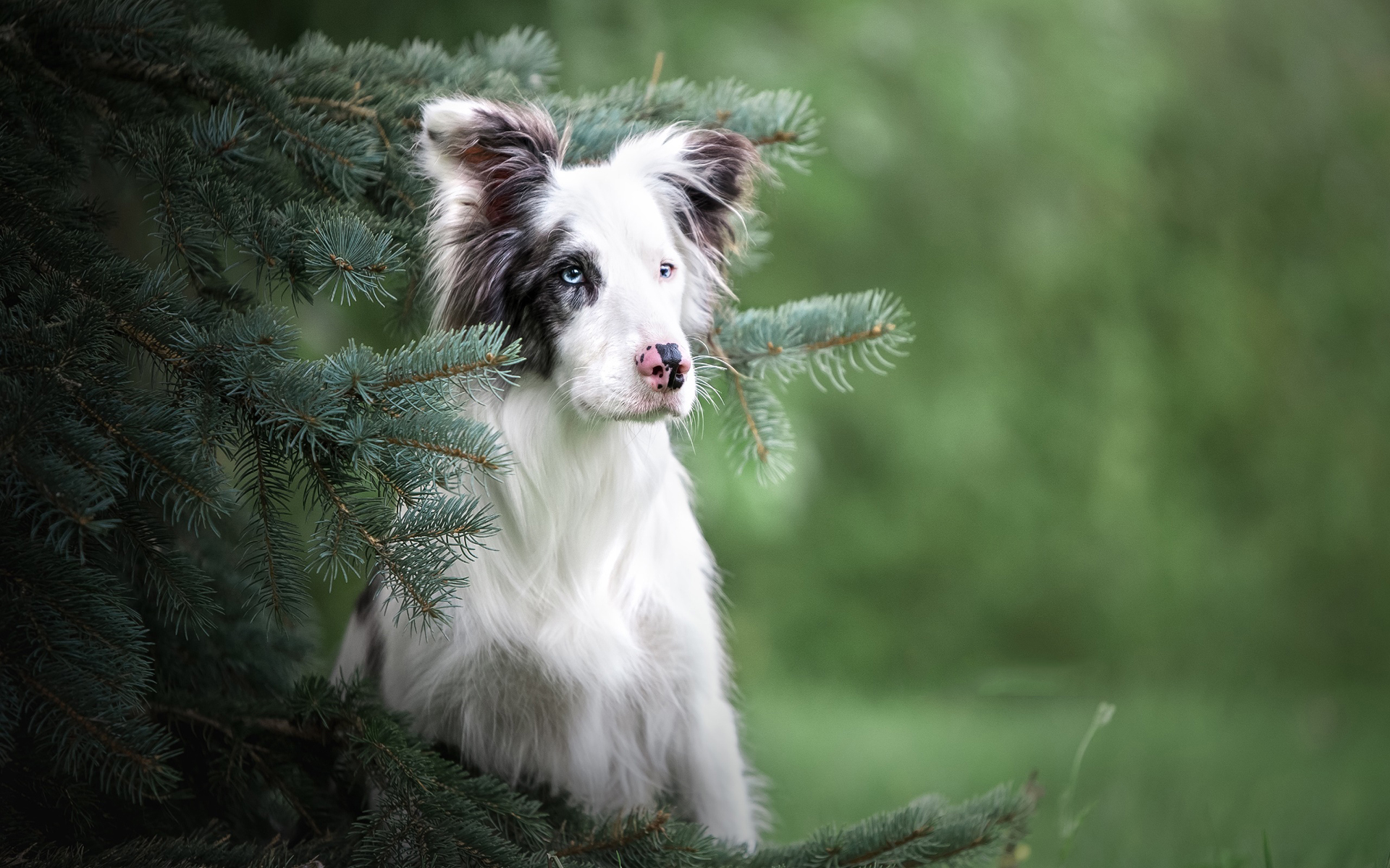 汪星人   安静的小狗  可爱  呆萌