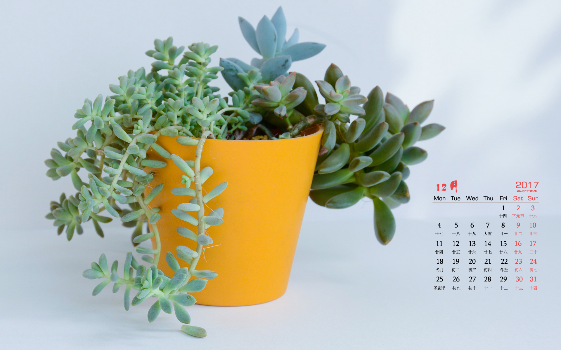 月历  静物 多肉