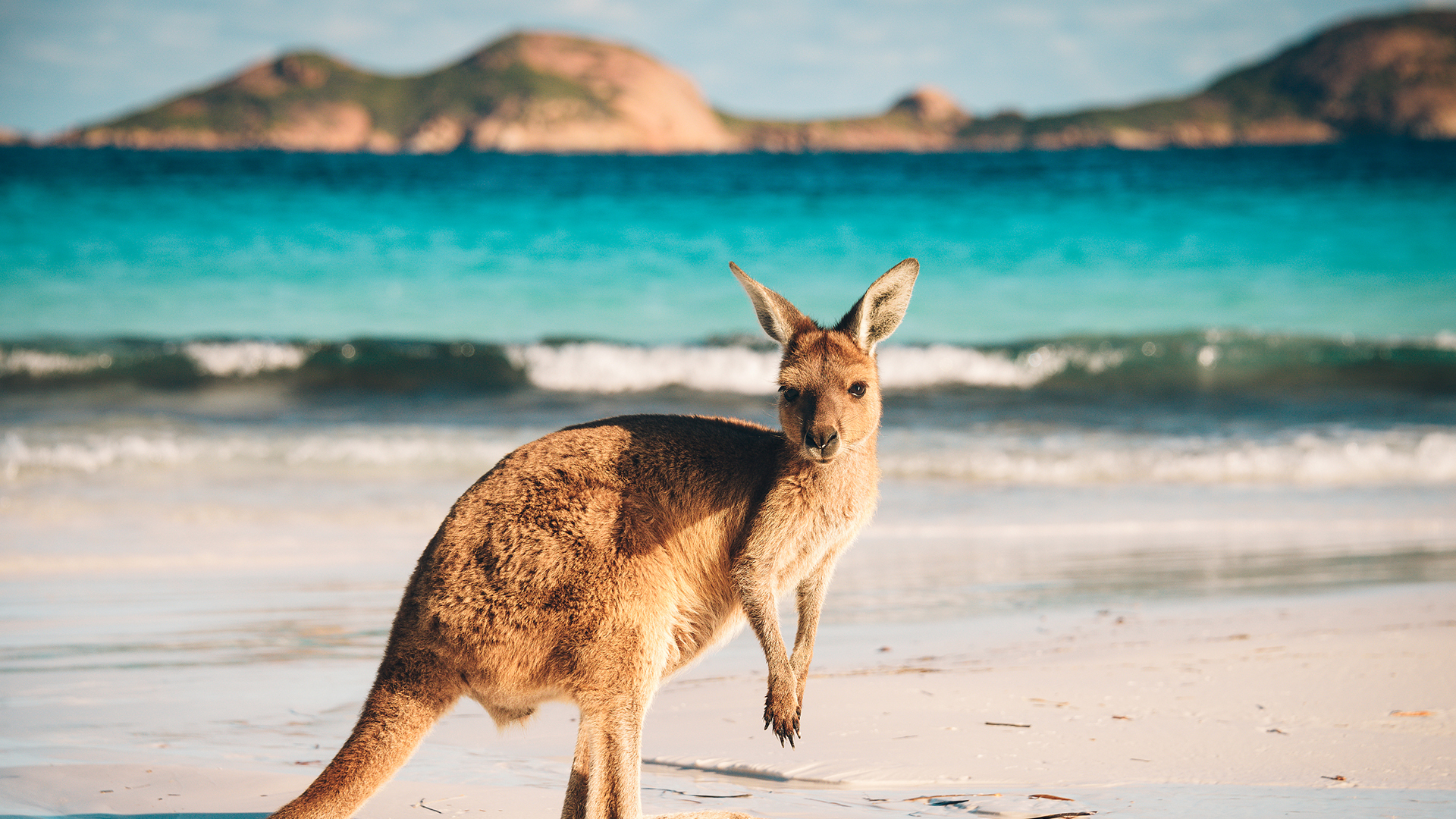 萌宠动物 野生动物 袋鼠