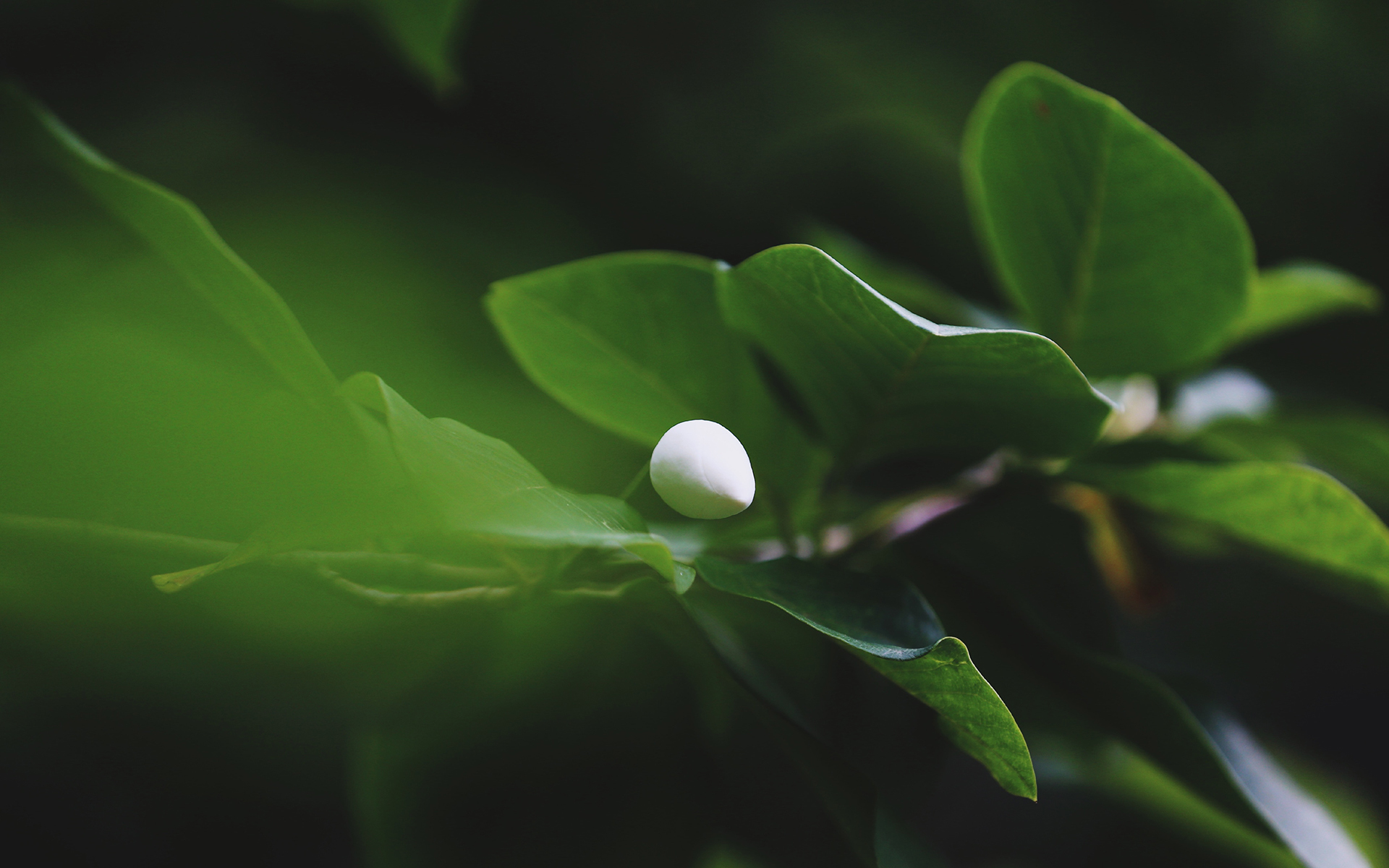 舒缓压力 红心百花