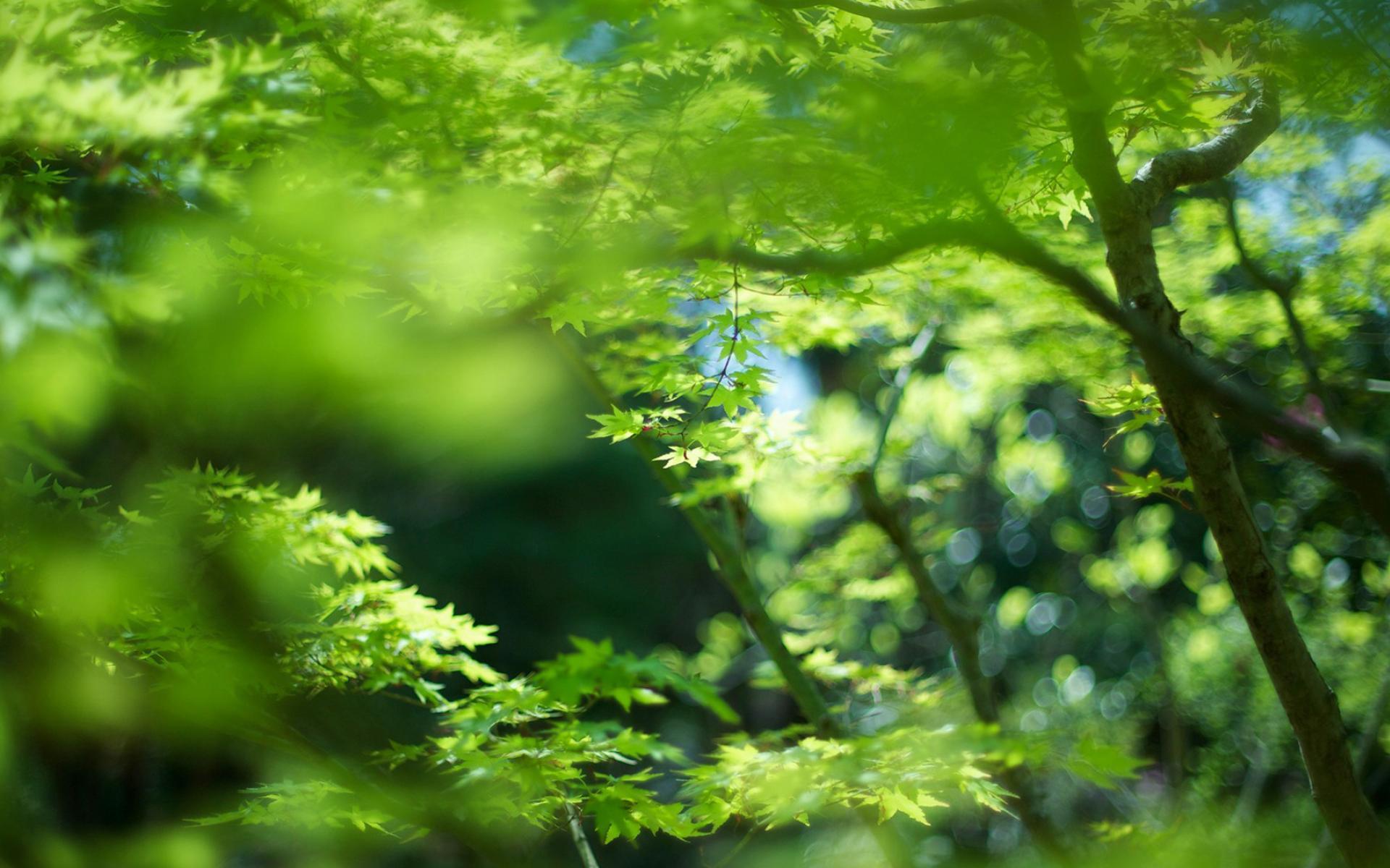 护眼壁纸 绿色植物