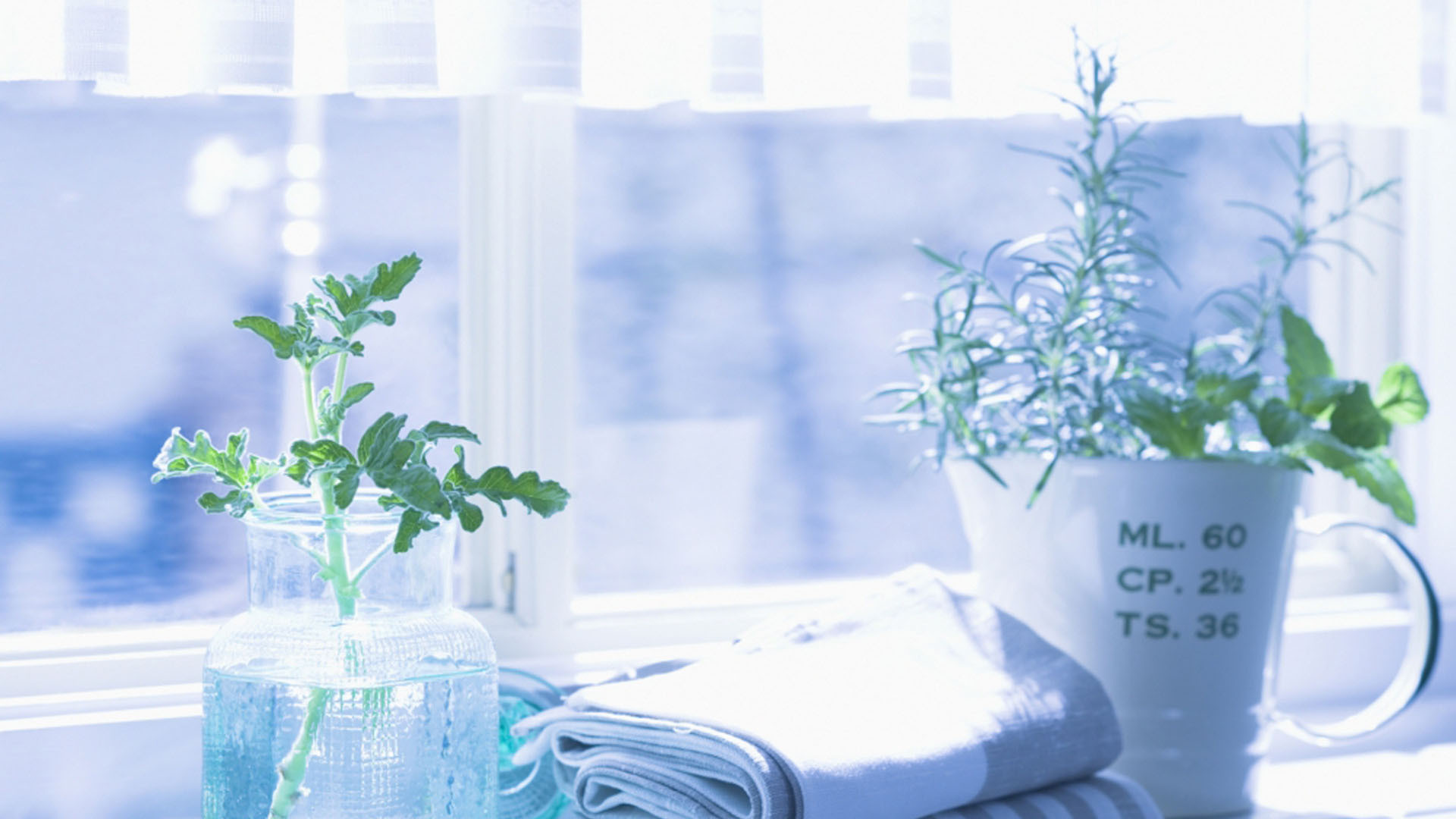 静物写真  绿色盆栽