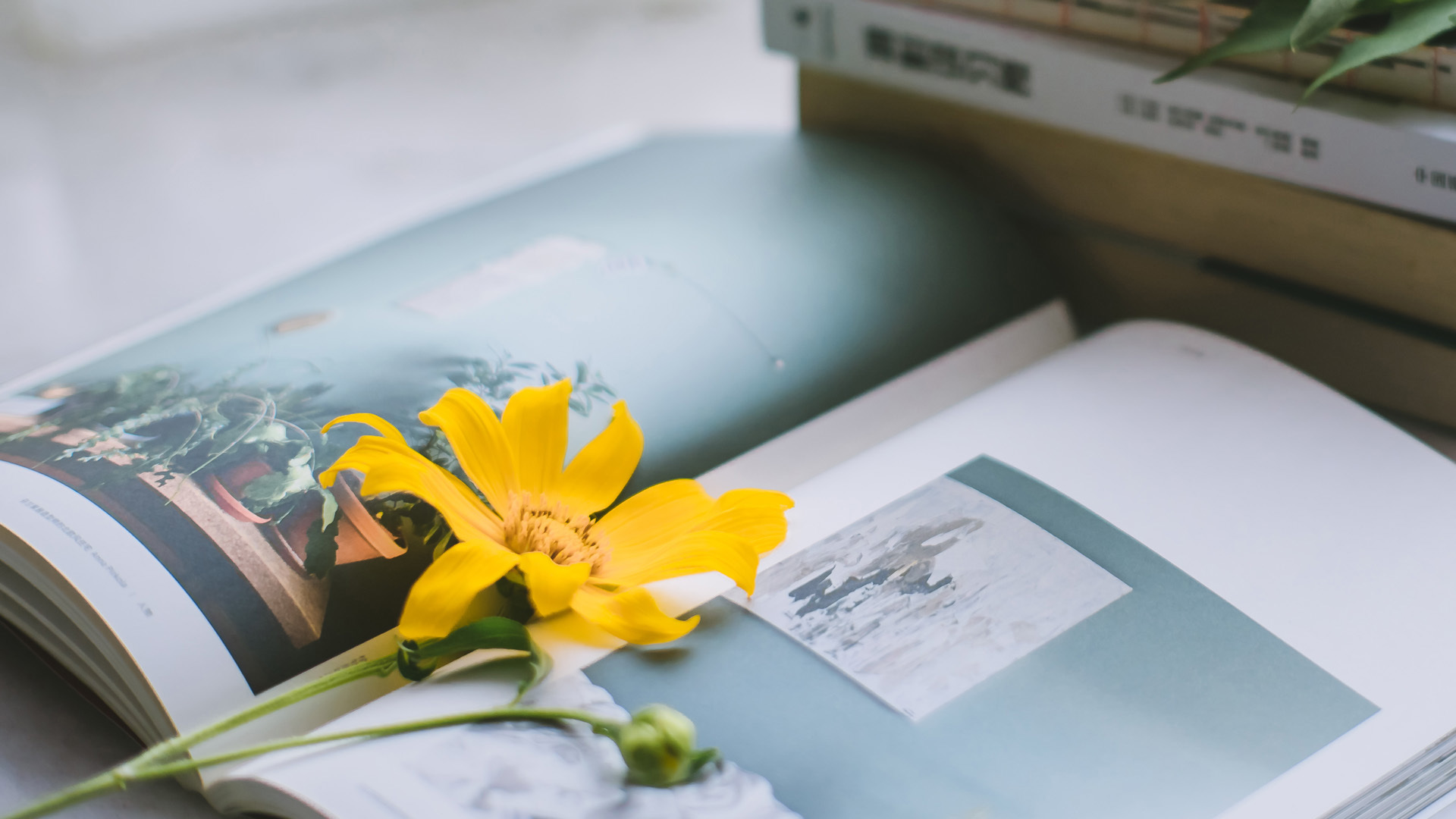 小清新  静物写真