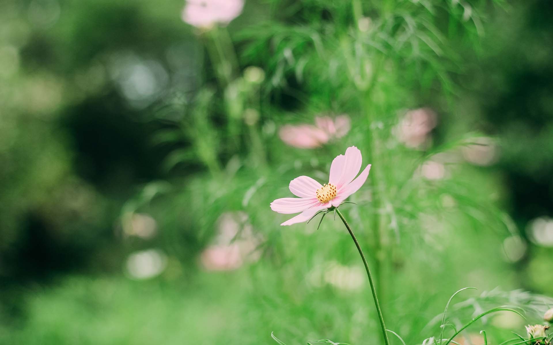 护眼壁纸  绿色 护眼 花卉  植物