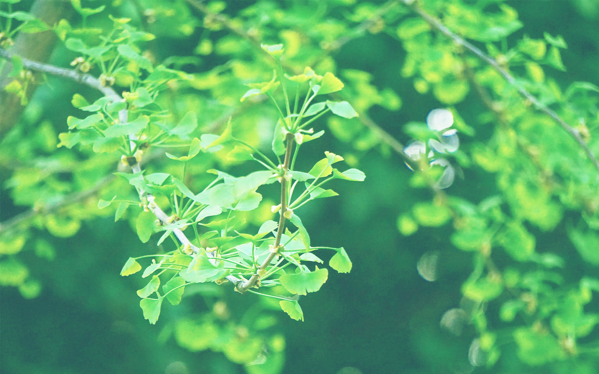 护眼壁纸  植物  绿色树叶