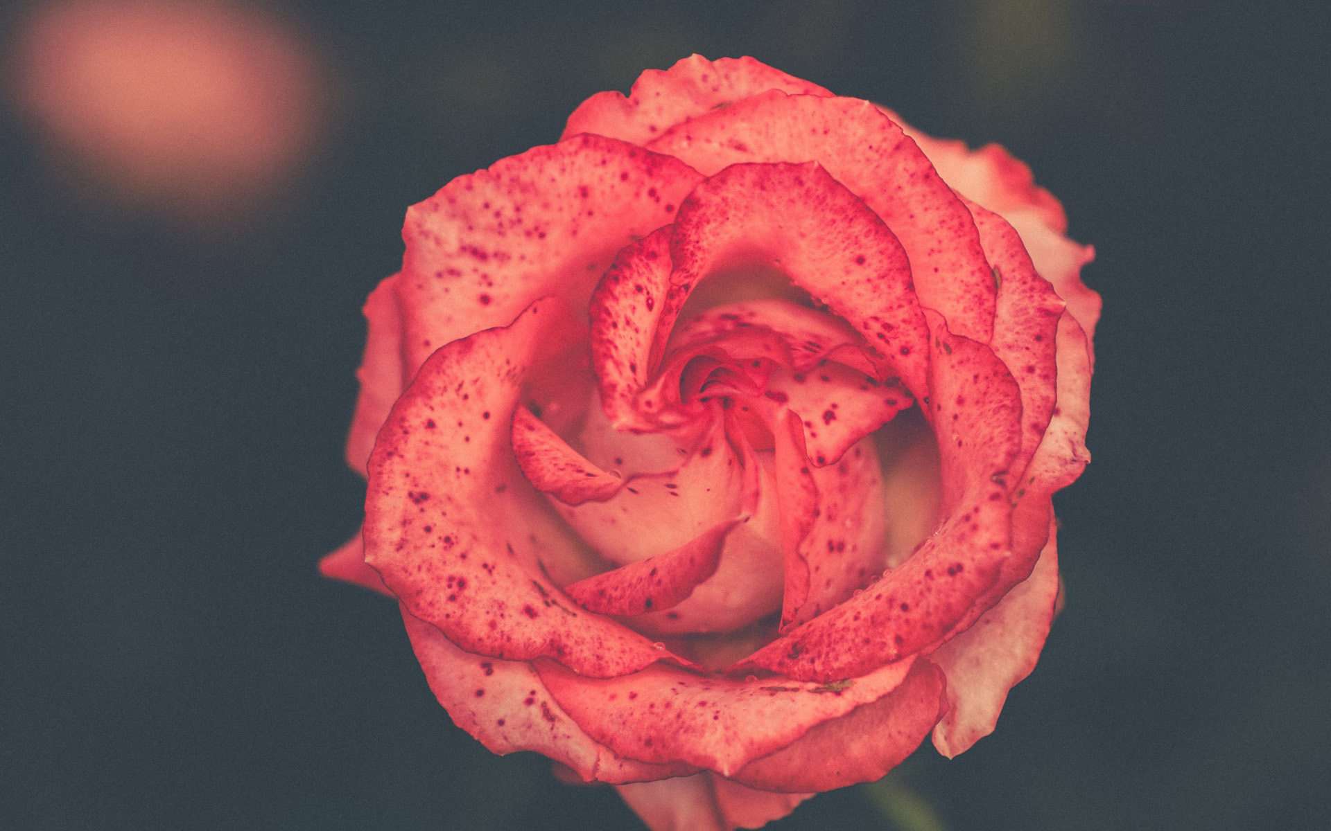 小清新 娇艳欲滴 花朵 玫瑰花