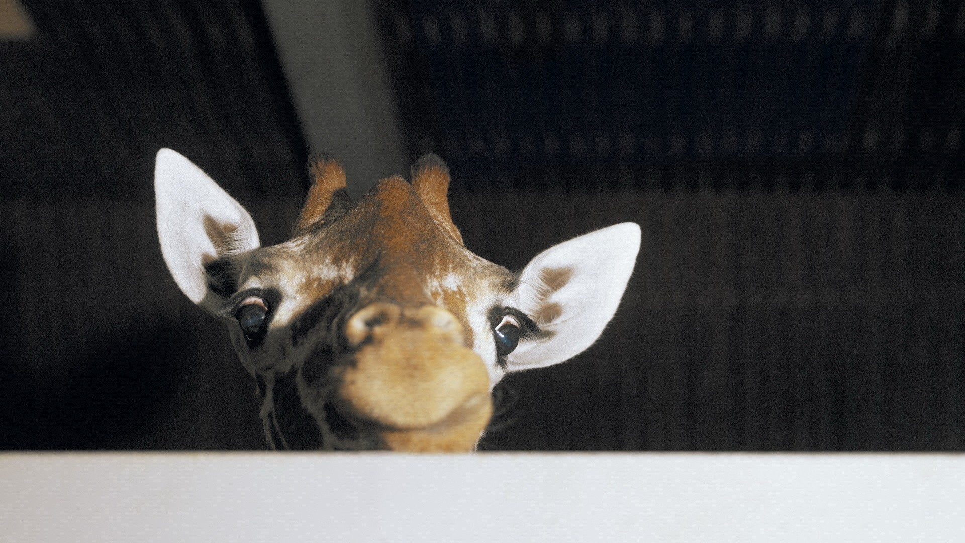 动物 野生动物 长颈鹿