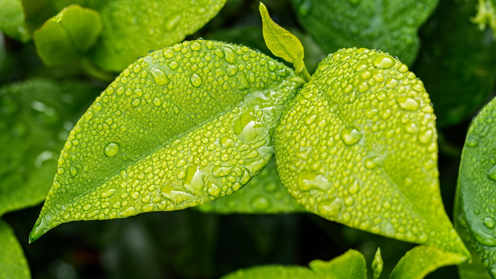小清新 护眼壁纸 树叶 露珠 绿植