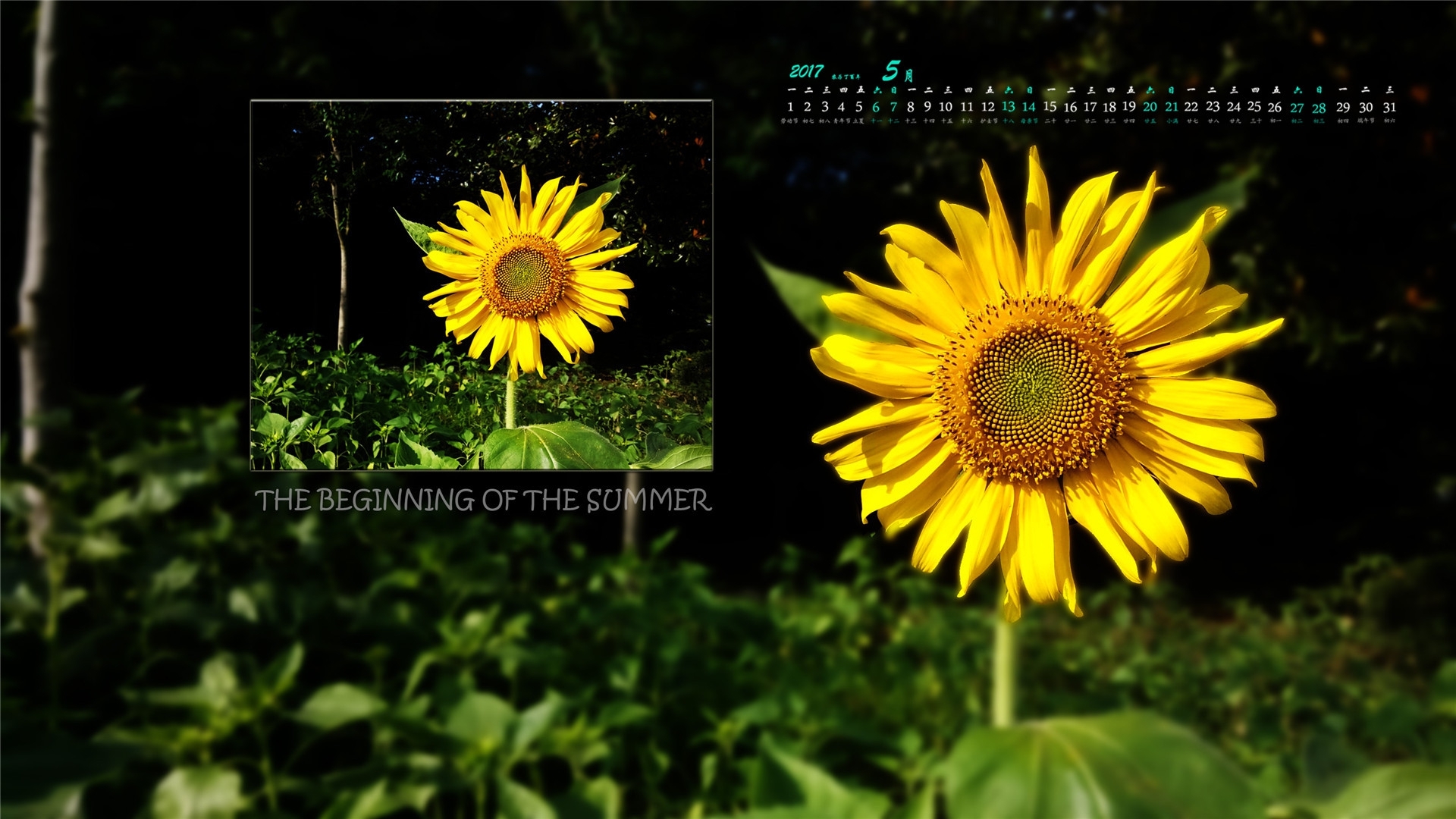 2017年5月 向日葵 黑色