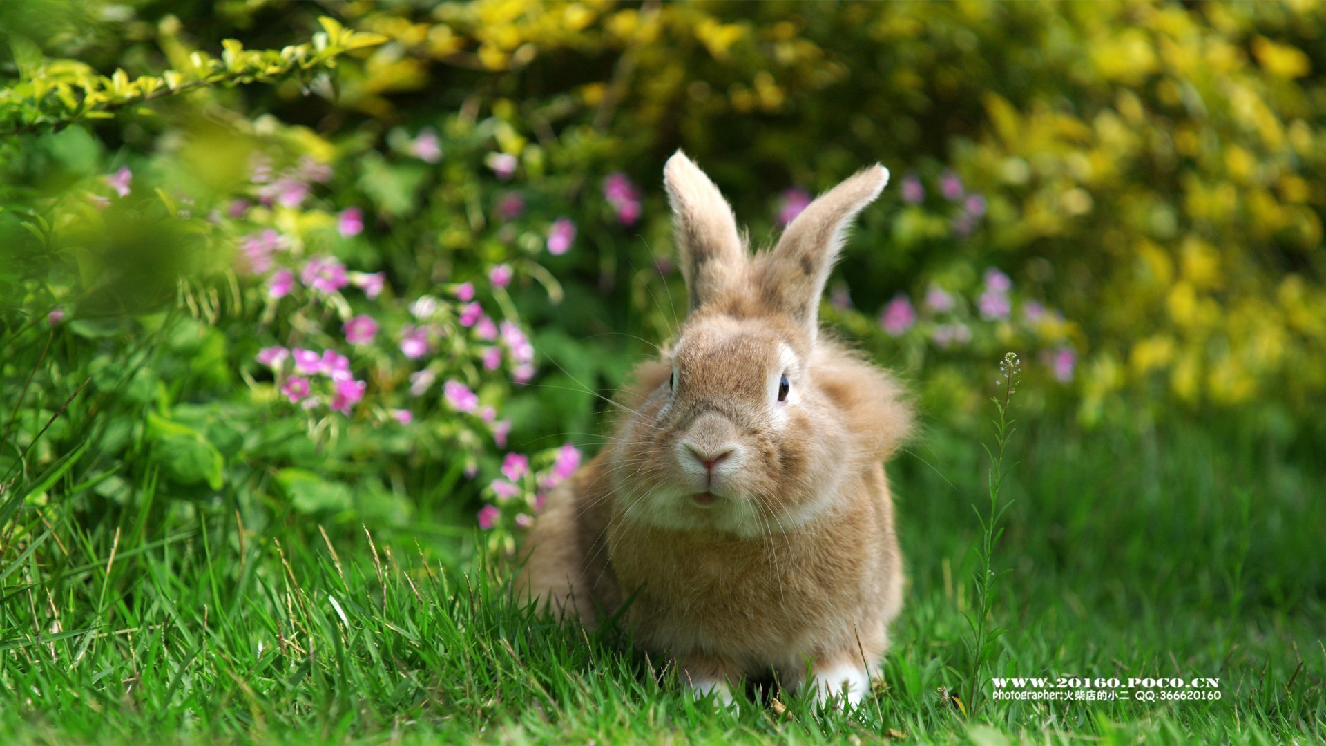萌宠 动物 可爱 兔子 萌 儿童桌面专用