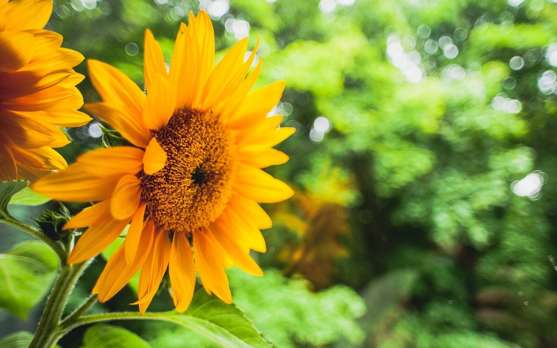 小清新 摄影 静物 唯美 儿童桌面专用