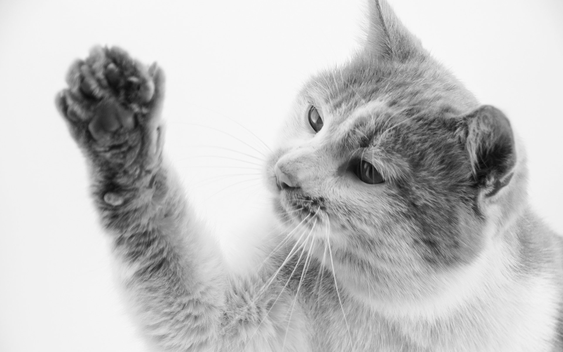 萌宠 动物 喵星人 猫 猫咪专辑 @一双铁筷 儿童桌面专用