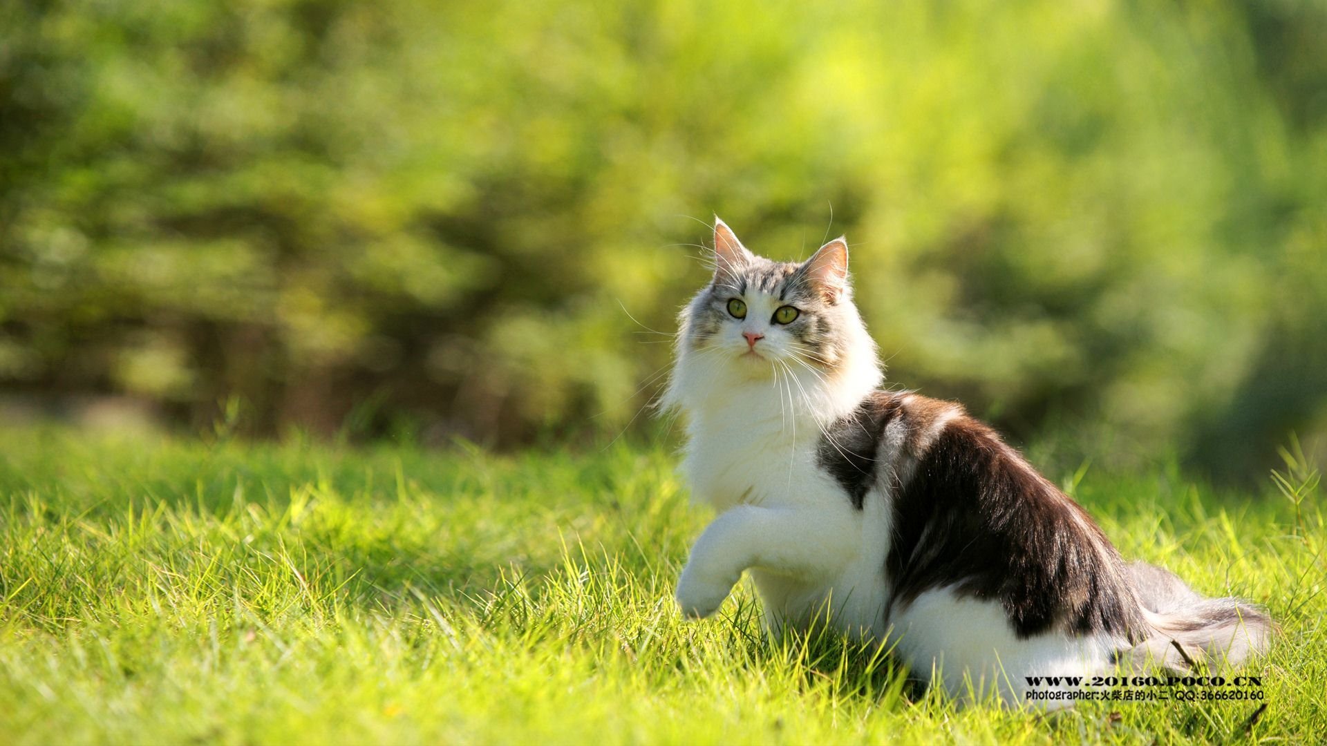 萌宠 可爱 动物 火柴宠摄 儿童桌面专用