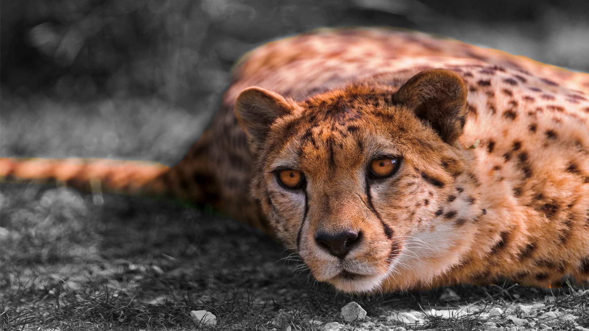 萌宠 宠物 动物 儿童桌面专用