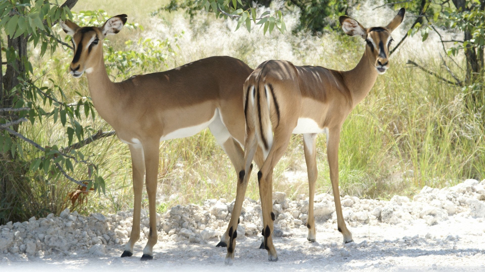 萌宠 动物  儿童桌面专用
