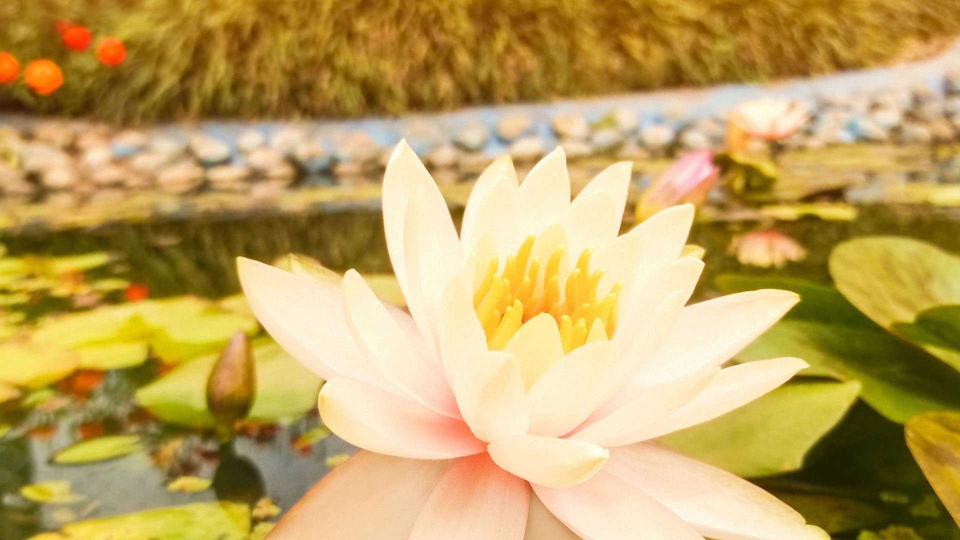 小清新 唯美 温暖 安静 阳光 温馨 儿童桌面专用