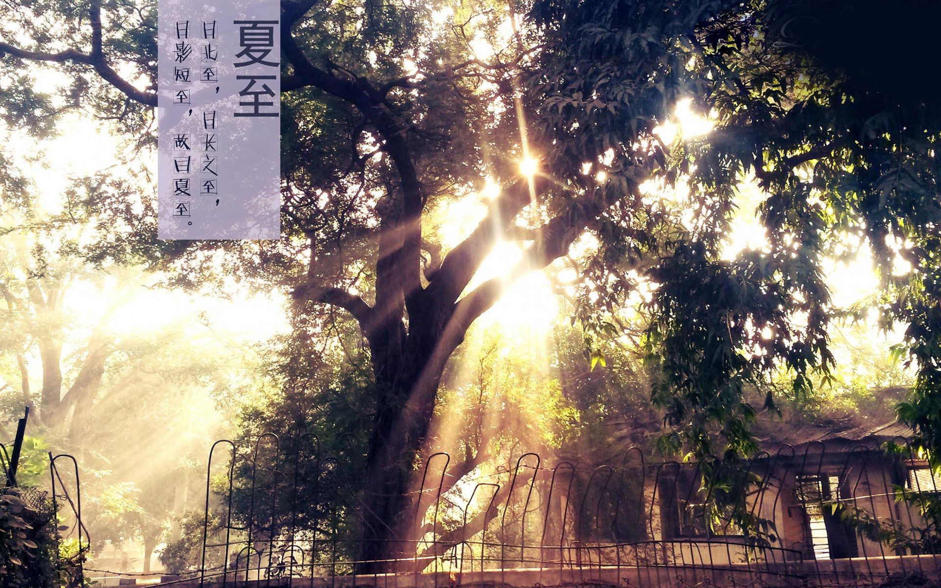 二十四节气 24节气 节气 风景 自然 风光 节日 夏至