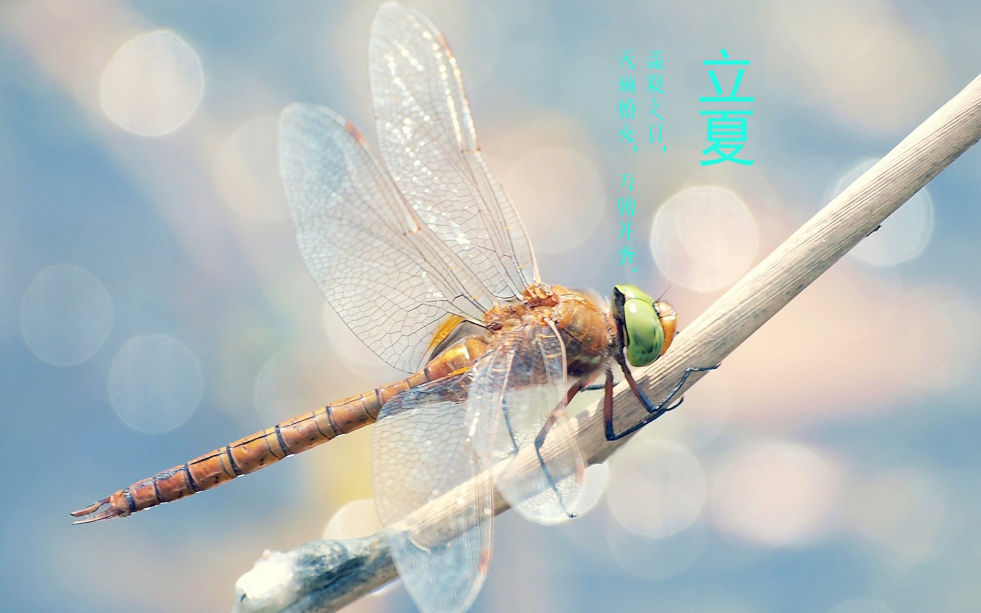 二十四节气 24节气 节气 风景 自然 风光 节日 立夏