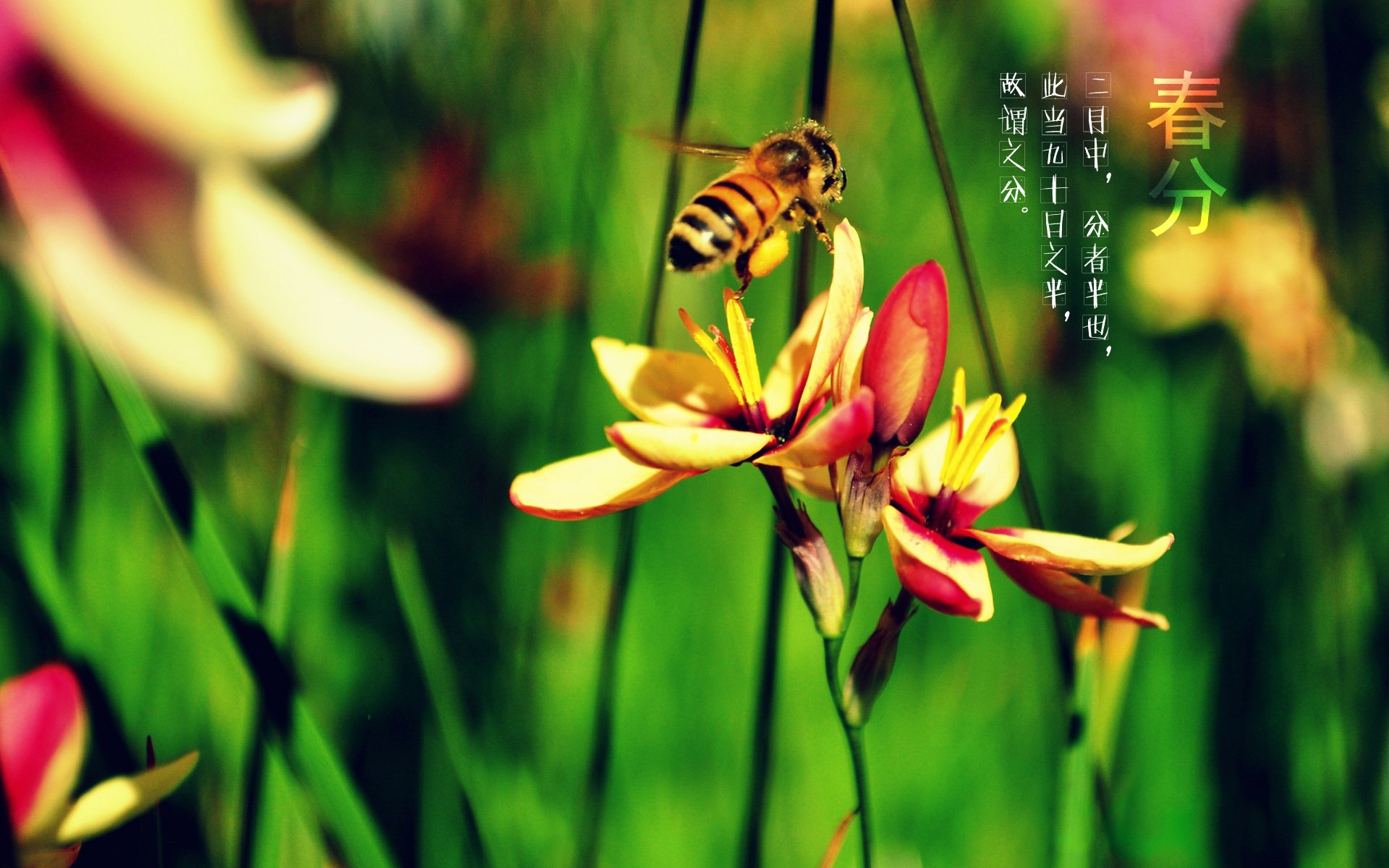 二十四节气 24节气 节气 风景 自然 风光 节日 春分