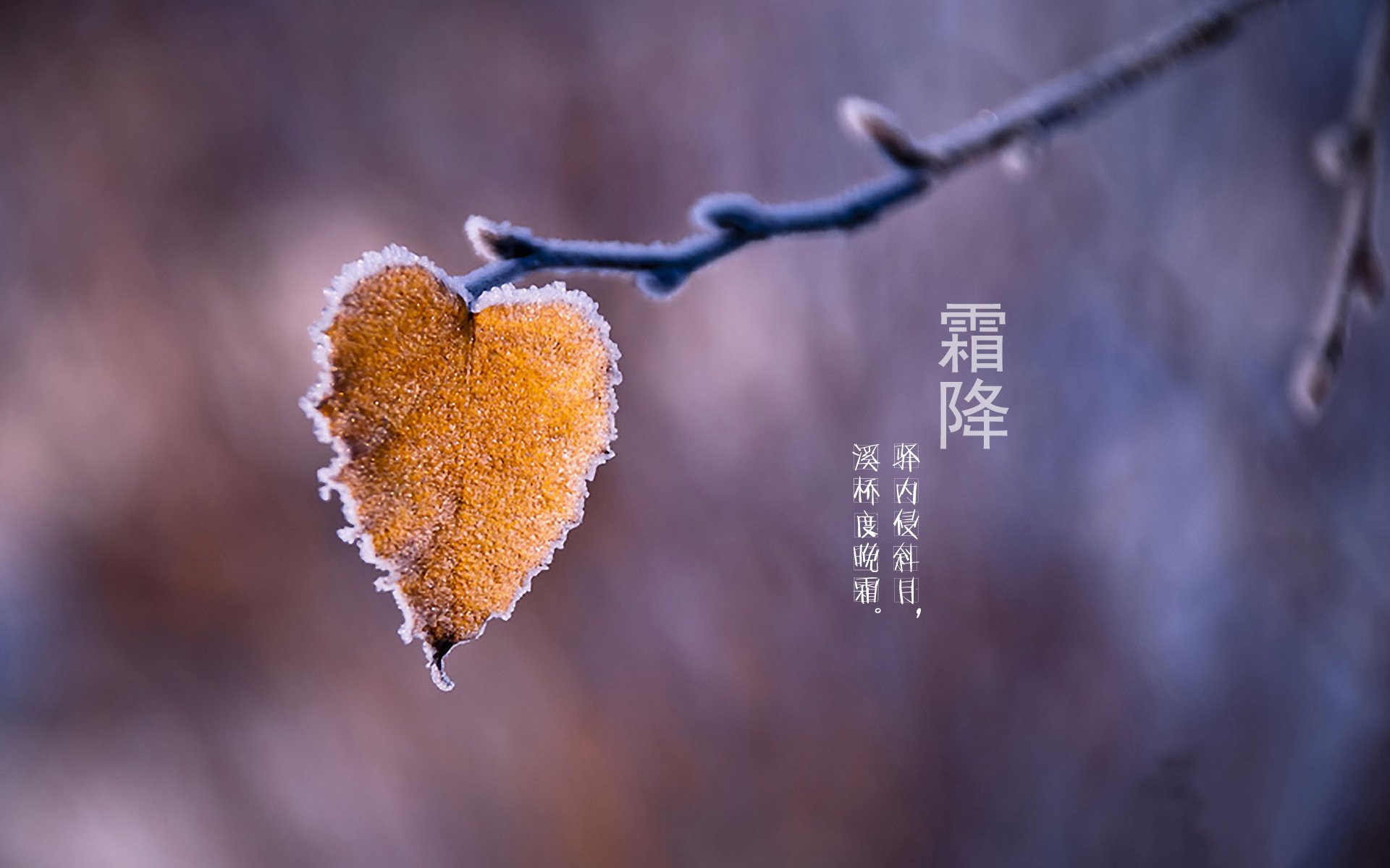 二十四节气 24节气 节气 风景 自然 风光 节日 霜降