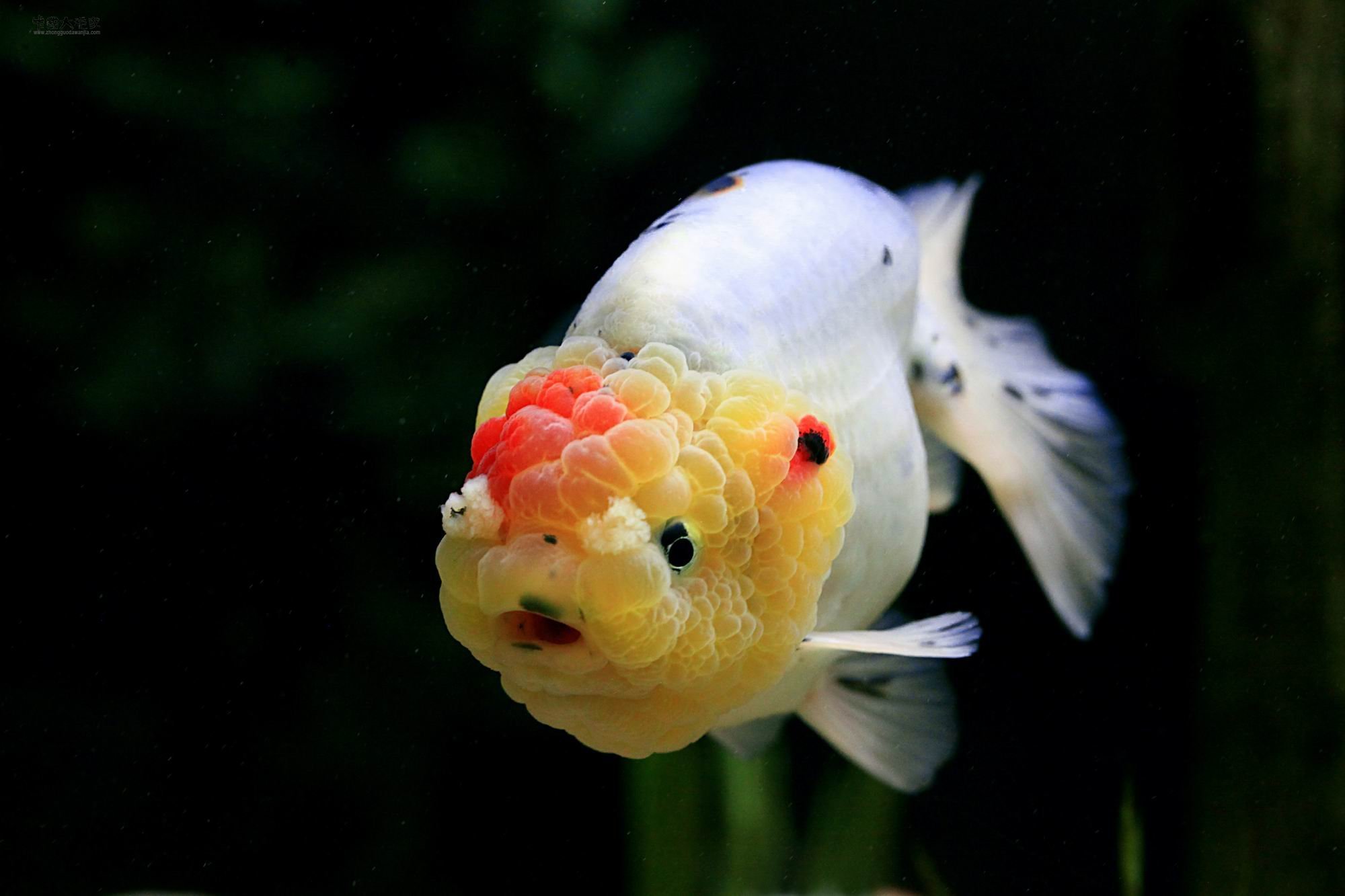 动物 金鱼 7秒的记忆 可爱 唯美 意境  游 安静 水下