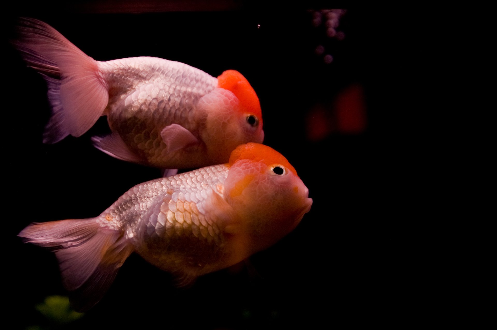 动物 金鱼 7秒的记忆 可爱 唯美 意境  游 安静 水下