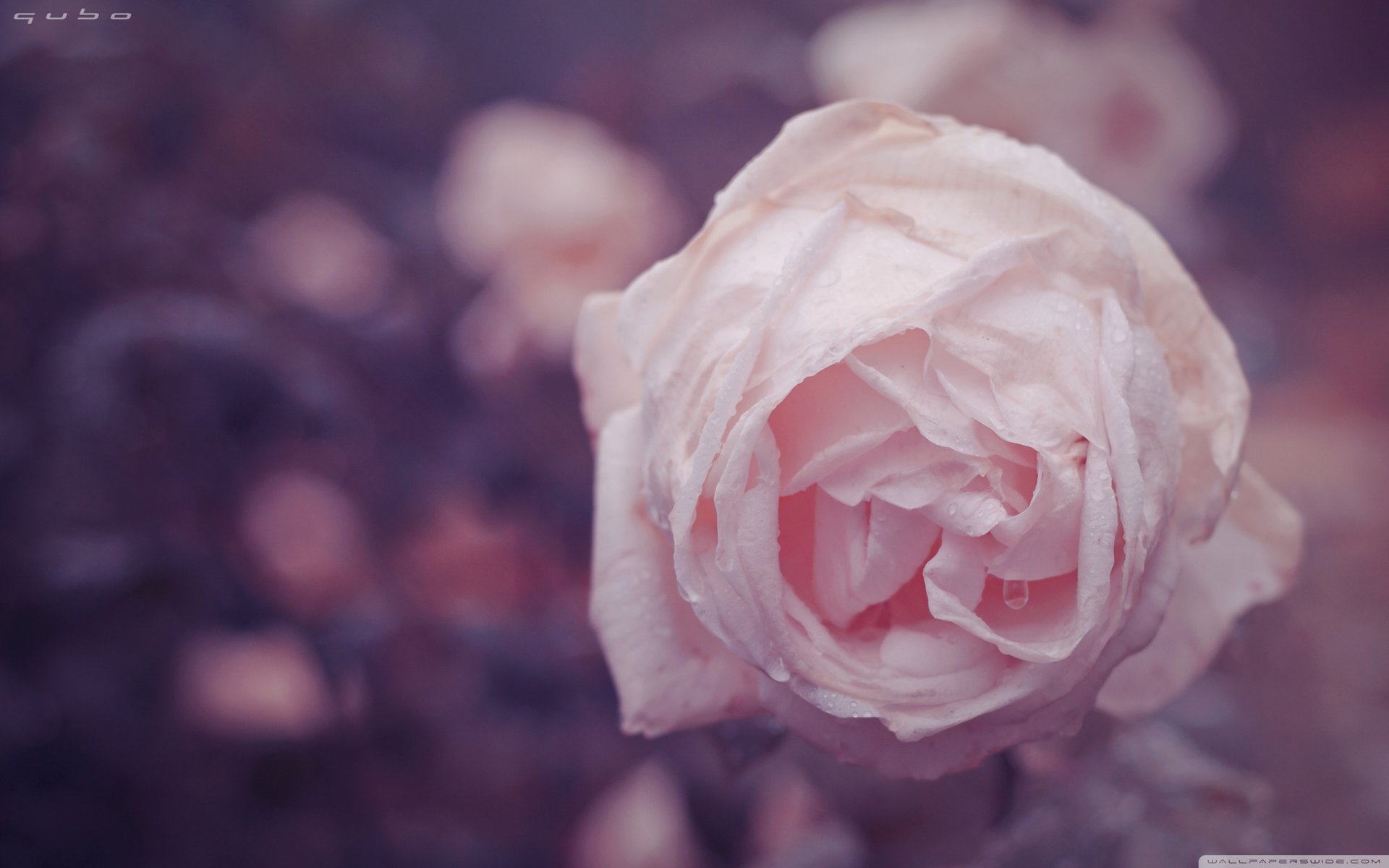 小清新 唯美 温馨 温暖 阳光 治愈系 安静 生活 慢生活 花朵 娇艳欲滴 粉色