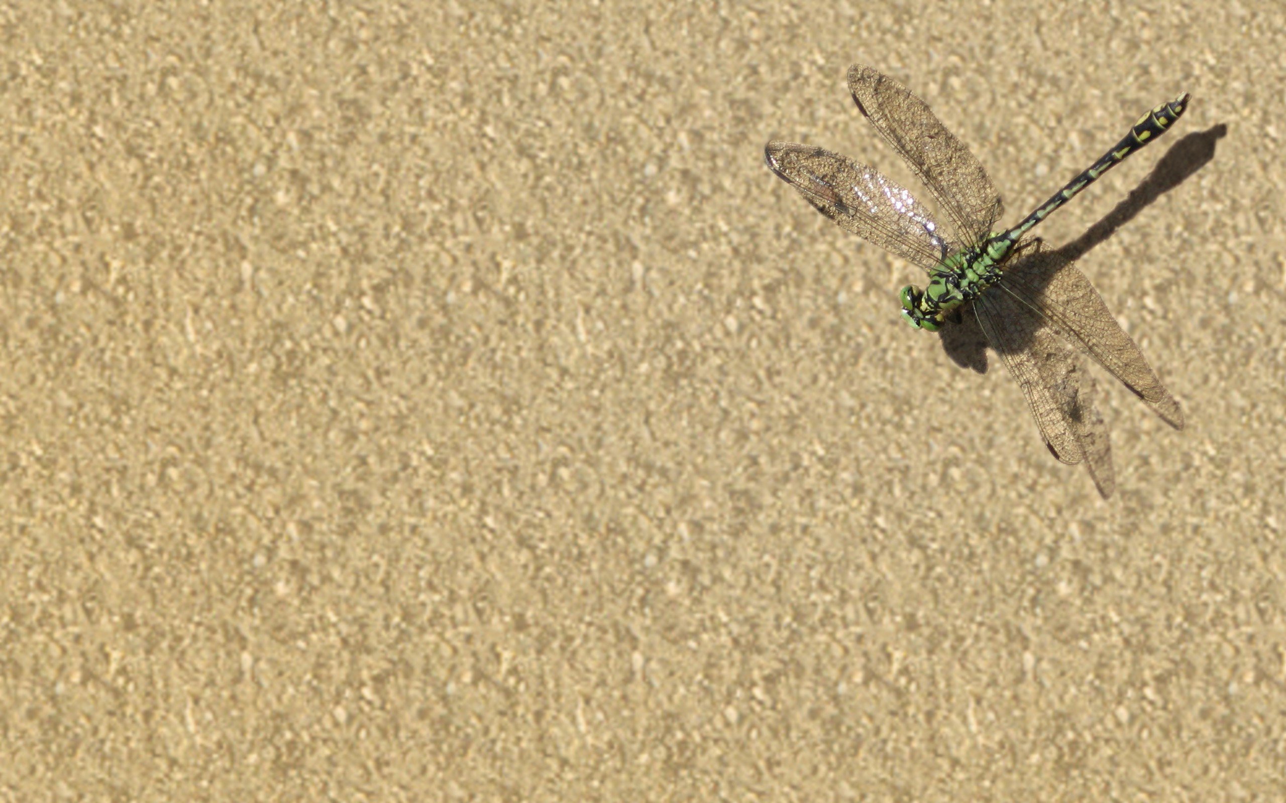 小清新 唯美 温馨 温暖 阳光 治愈系 安静 生活 慢生活 清新淡雅 温馨一刻 蜻蜓