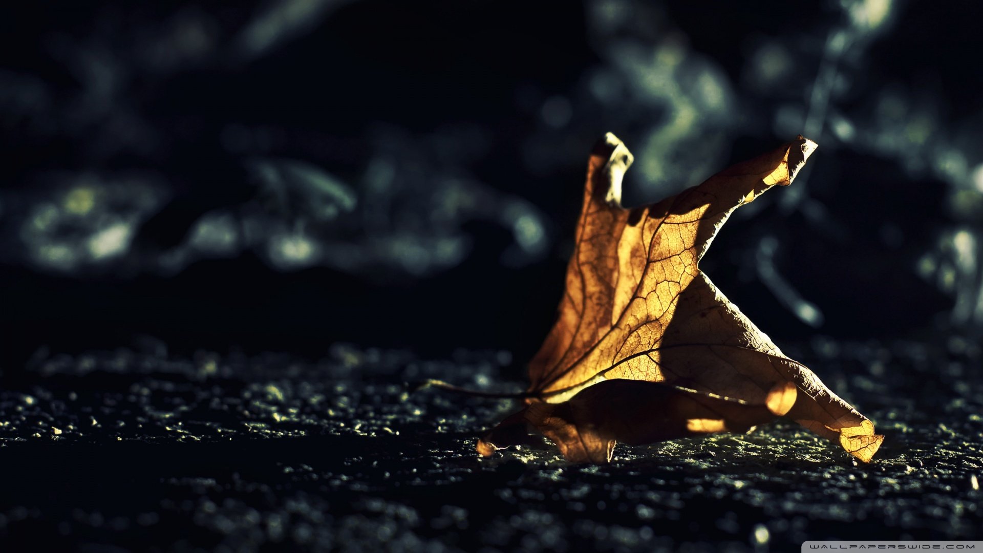 小清新 唯美 温馨 温暖 阳光 治愈系 安静 生活 慢生活 清新淡雅 温馨一刻 孤单 寂寞 离开 等待 伤感 叶子 静物写真