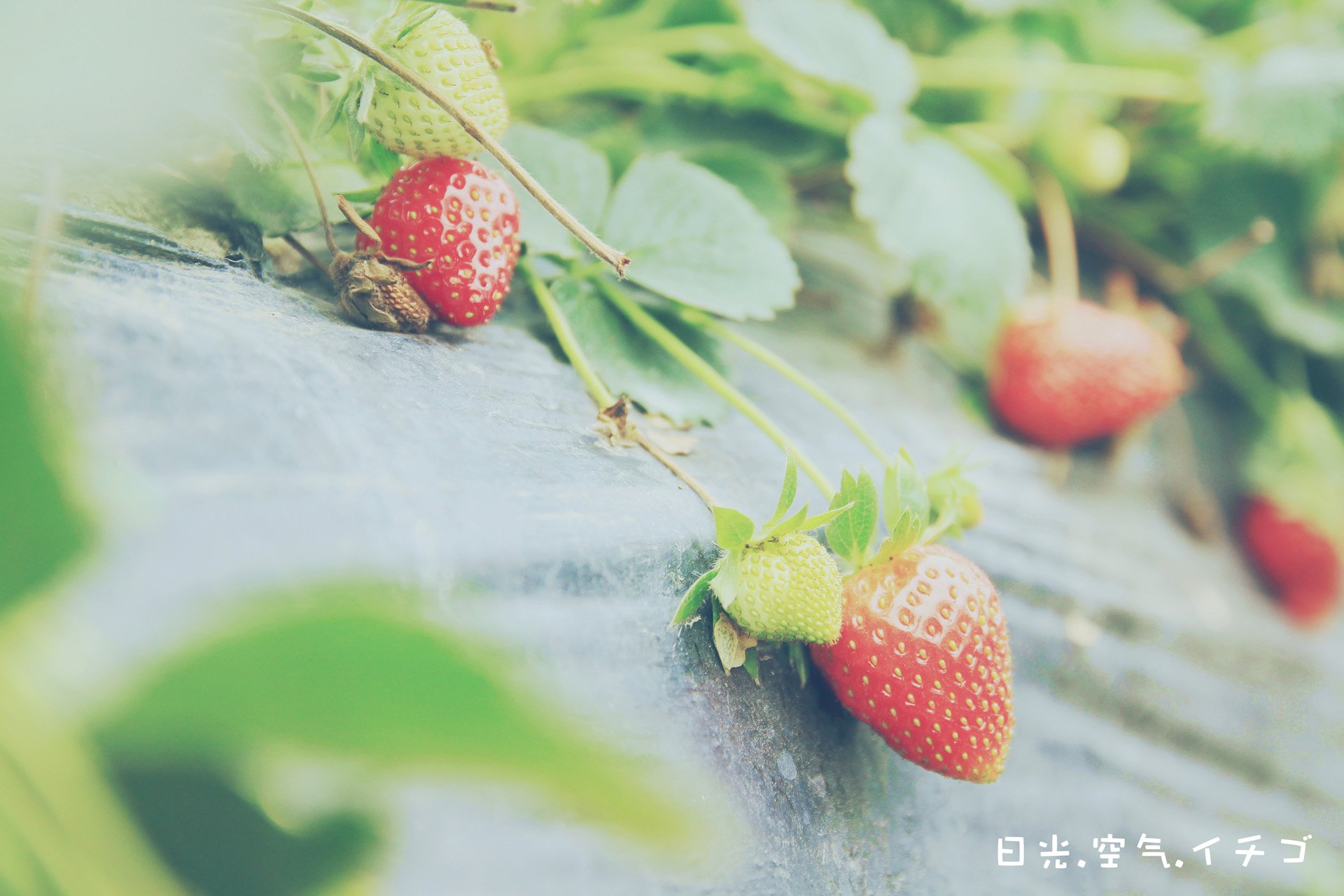 小清新 唯美 温馨 温暖 阳光 治愈系 安静 生活 慢生活 清新淡雅 温馨一刻 静物写真 物语  水果 草莓