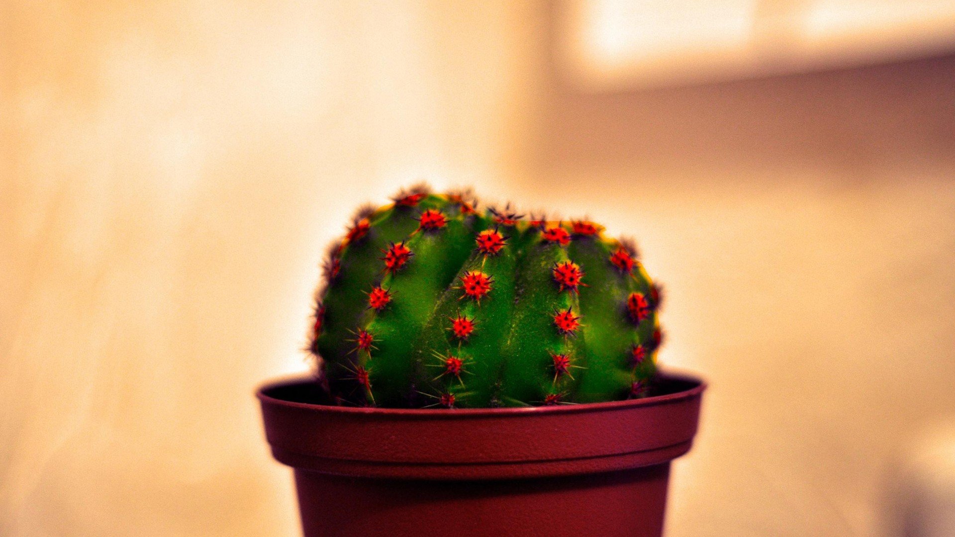 小清新 唯美 温馨 温暖 阳光 治愈系 安静 生活 慢生活 清新淡雅 温馨一刻 静物写真 物语  仙人球 花盆