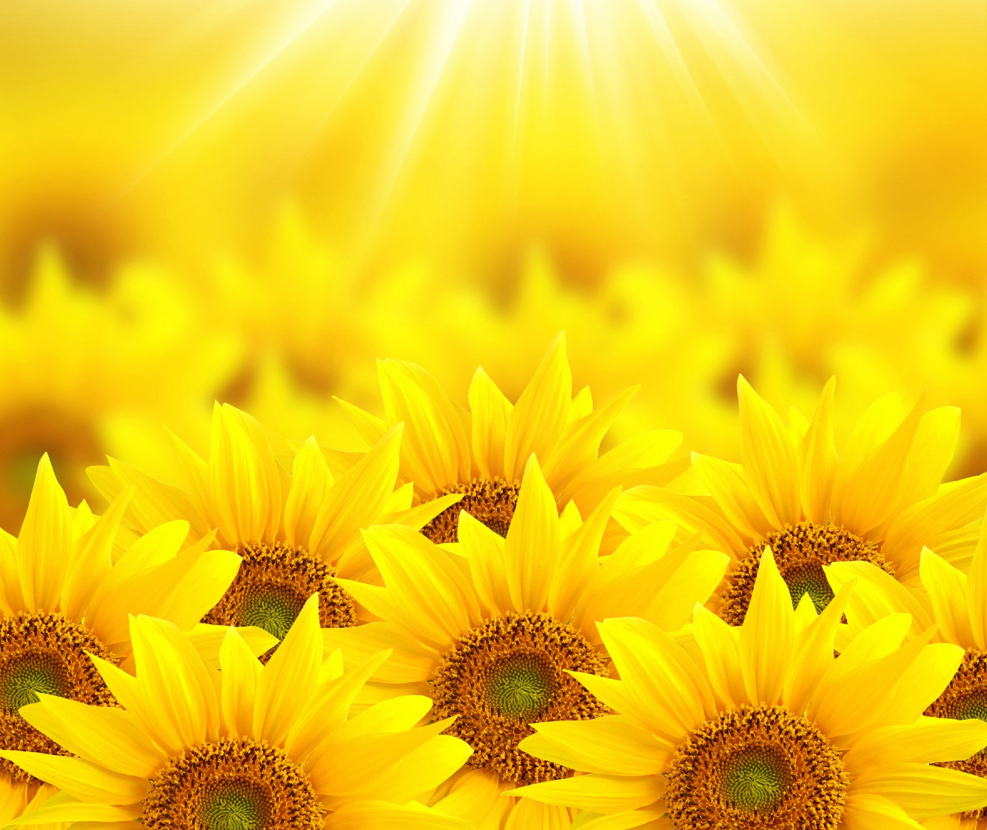 小清新 唯美 温馨 温暖 阳光 绿色养眼 自然  清新淡雅 花 春天  花团锦簇 向日葵