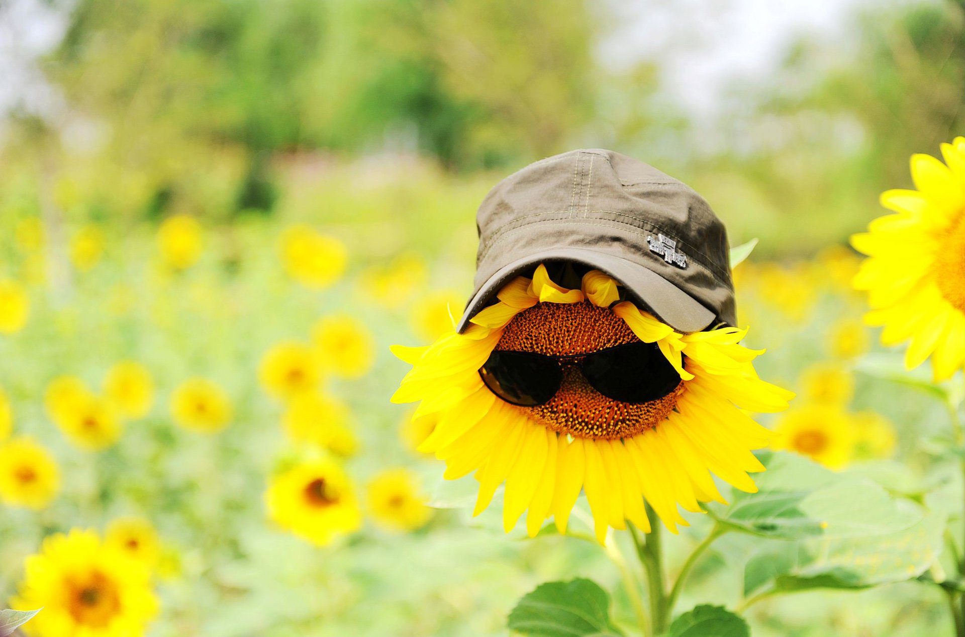 小清新 唯美 温馨 温暖 阳光 绿色养眼 自然  清新淡雅 花 春天  花团锦簇 向日葵