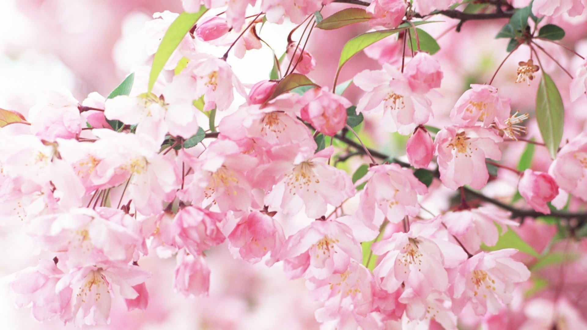 小清新 唯美 温馨 温暖 阳光 绿色养眼 自然  清新淡雅 花 春天  花团锦簇