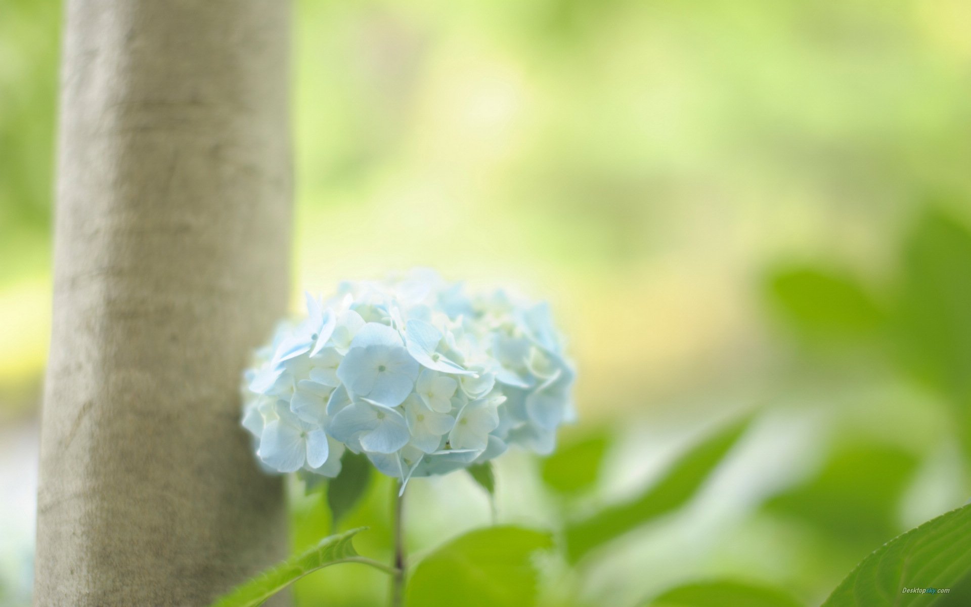 小清新 唯美 温馨 温暖 阳光 绿色养眼 自然  清新淡雅 花 春天  花团锦簇