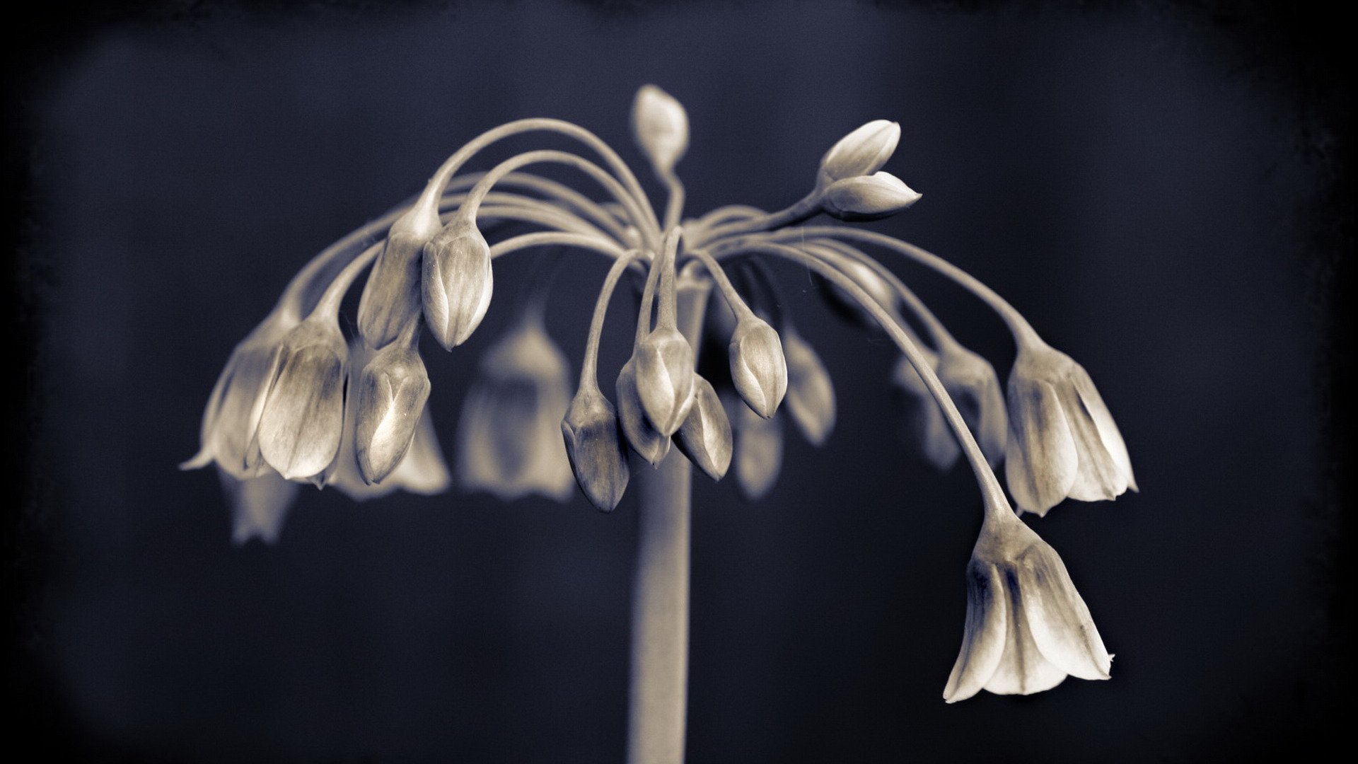 小清新 唯美 温馨 温暖 阳光 绿色养眼 自然  清新淡雅 花 春天  花团锦簇