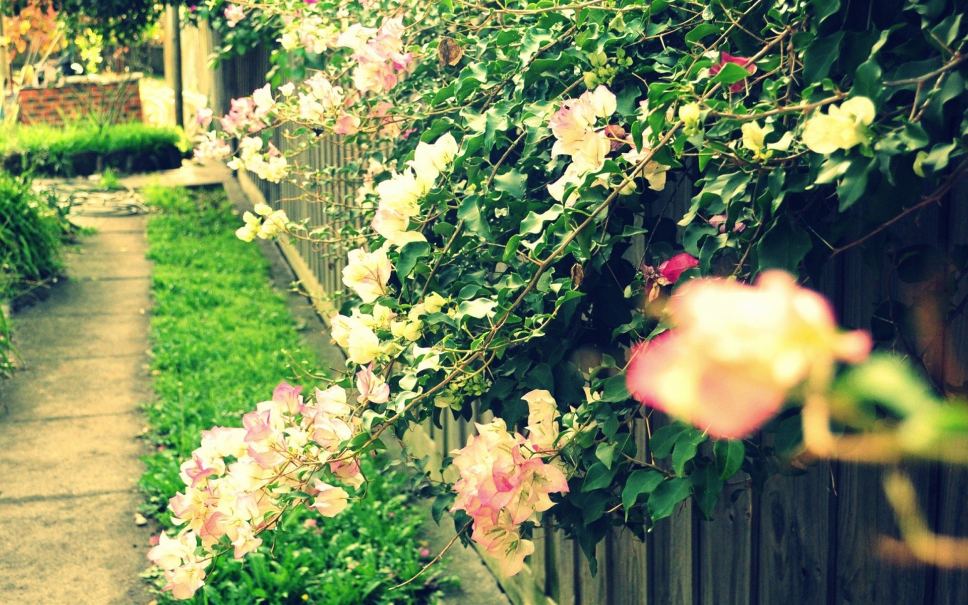 小清新 唯美 温馨 温暖 阳光 绿色养眼 自然  清新淡雅 花 春天  花团锦簇