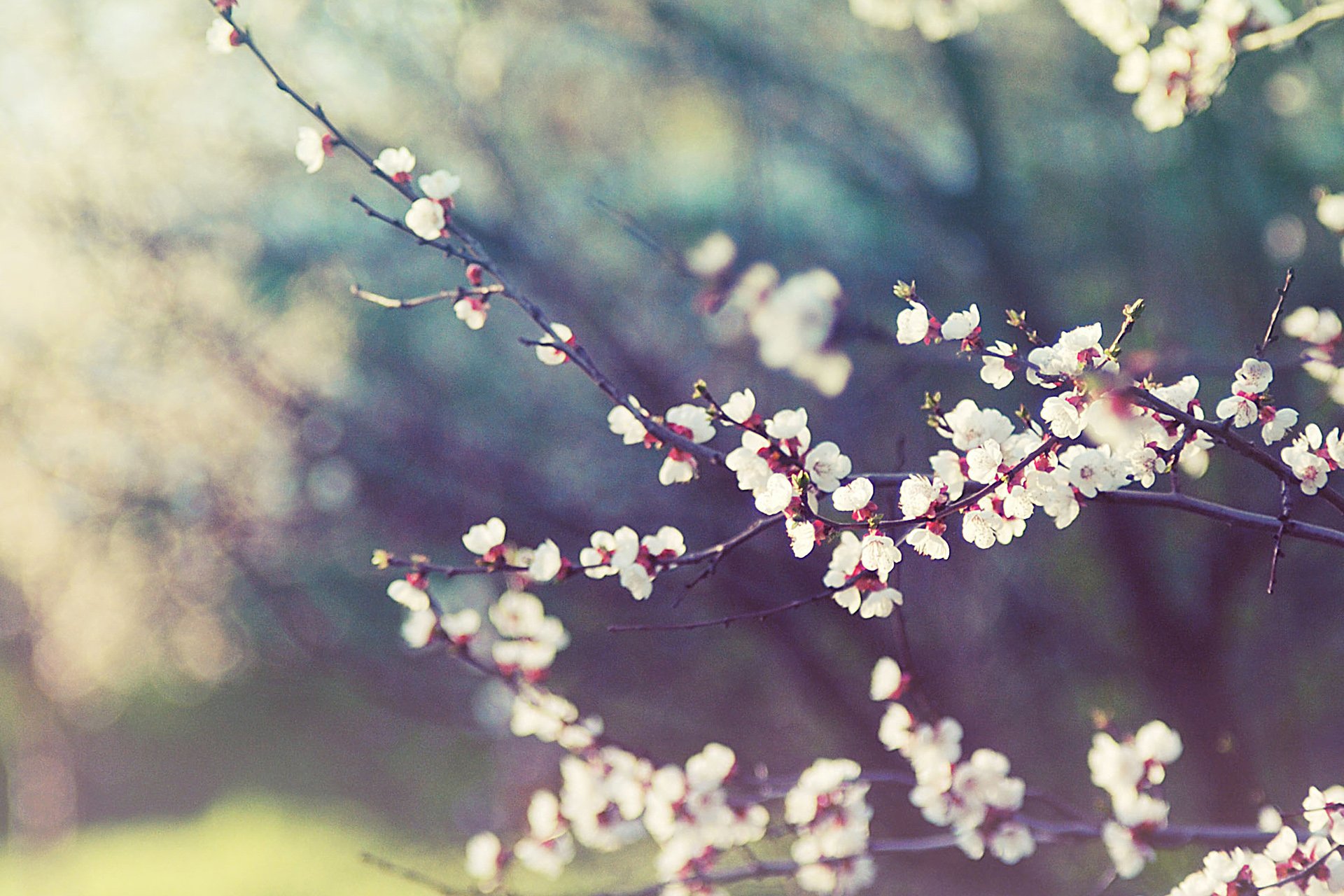 小清新 唯美 温馨 温暖 阳光 绿色养眼 自然  清新淡雅 花 春天  花团锦簇