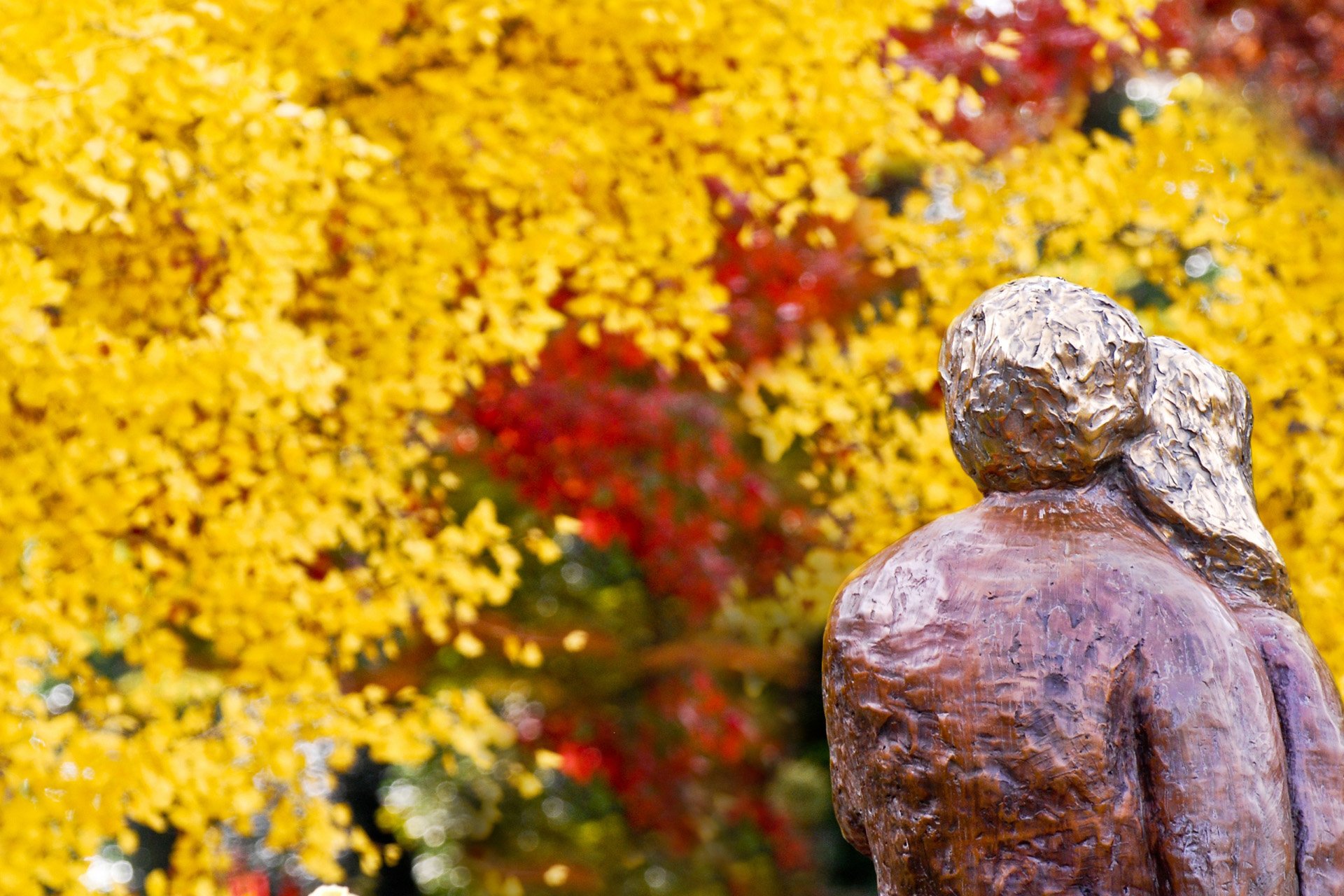 小清新 唯美 温馨 温暖 阳光 绿色养眼 自然  清新淡雅 花 春天  花团锦簇
