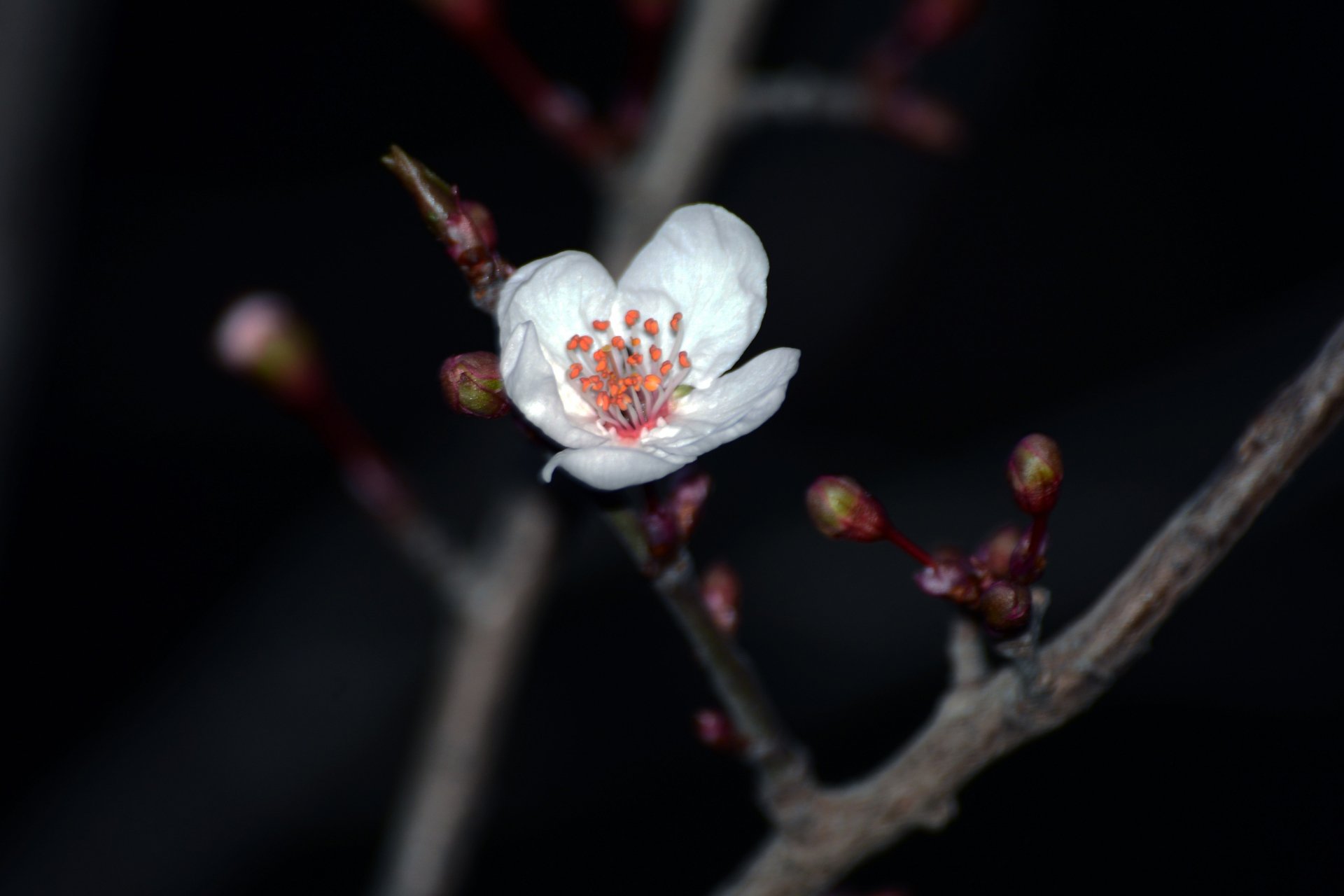 小清新 唯美 温馨 温暖 阳光 绿色养眼 自然  清新淡雅 花 春天  花团锦簇