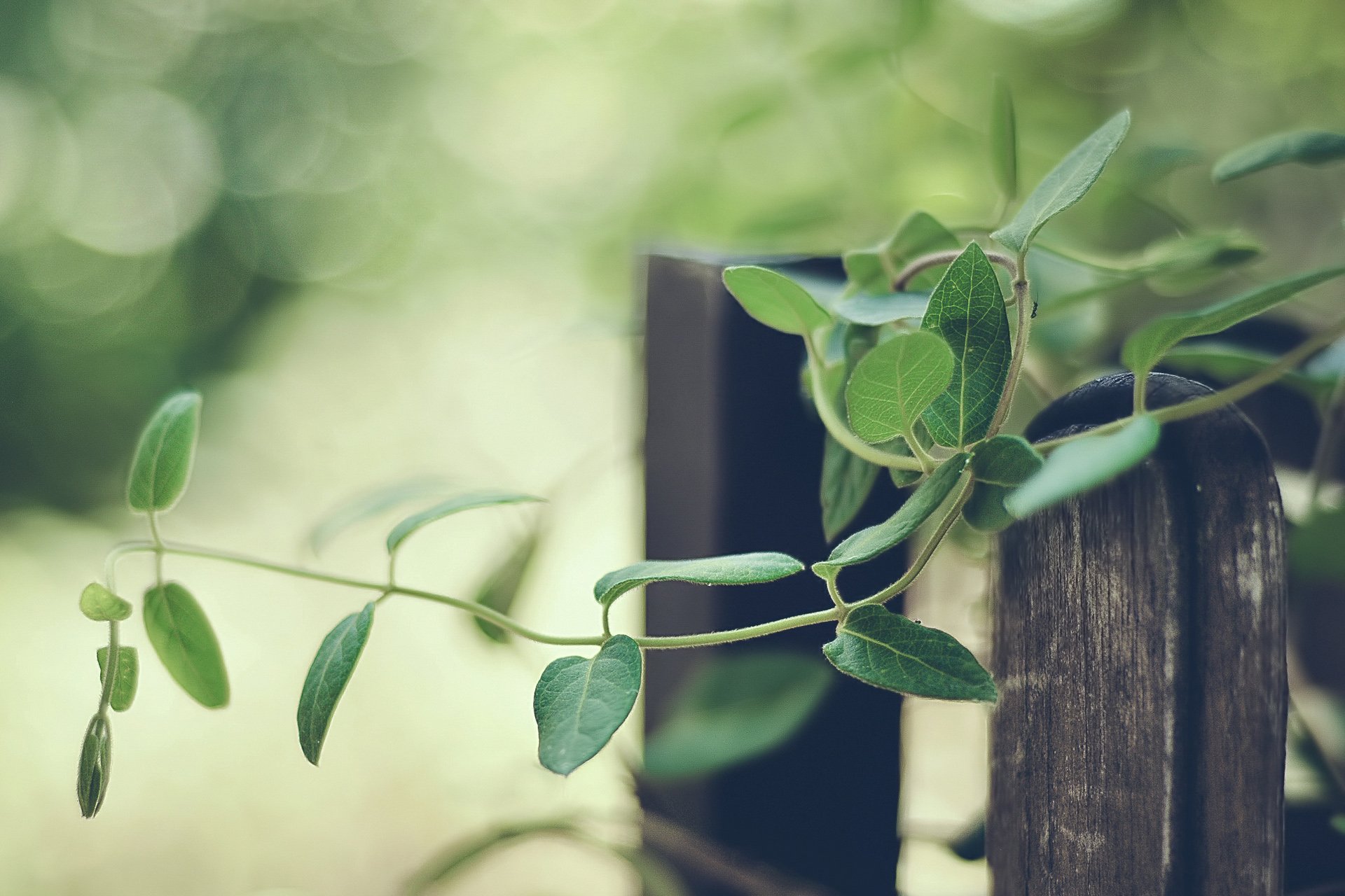 小清新 唯美 温馨 温暖 阳光 治愈系 安静 生活 慢生活 清新淡雅 温馨一刻 田园 自行车 单车
